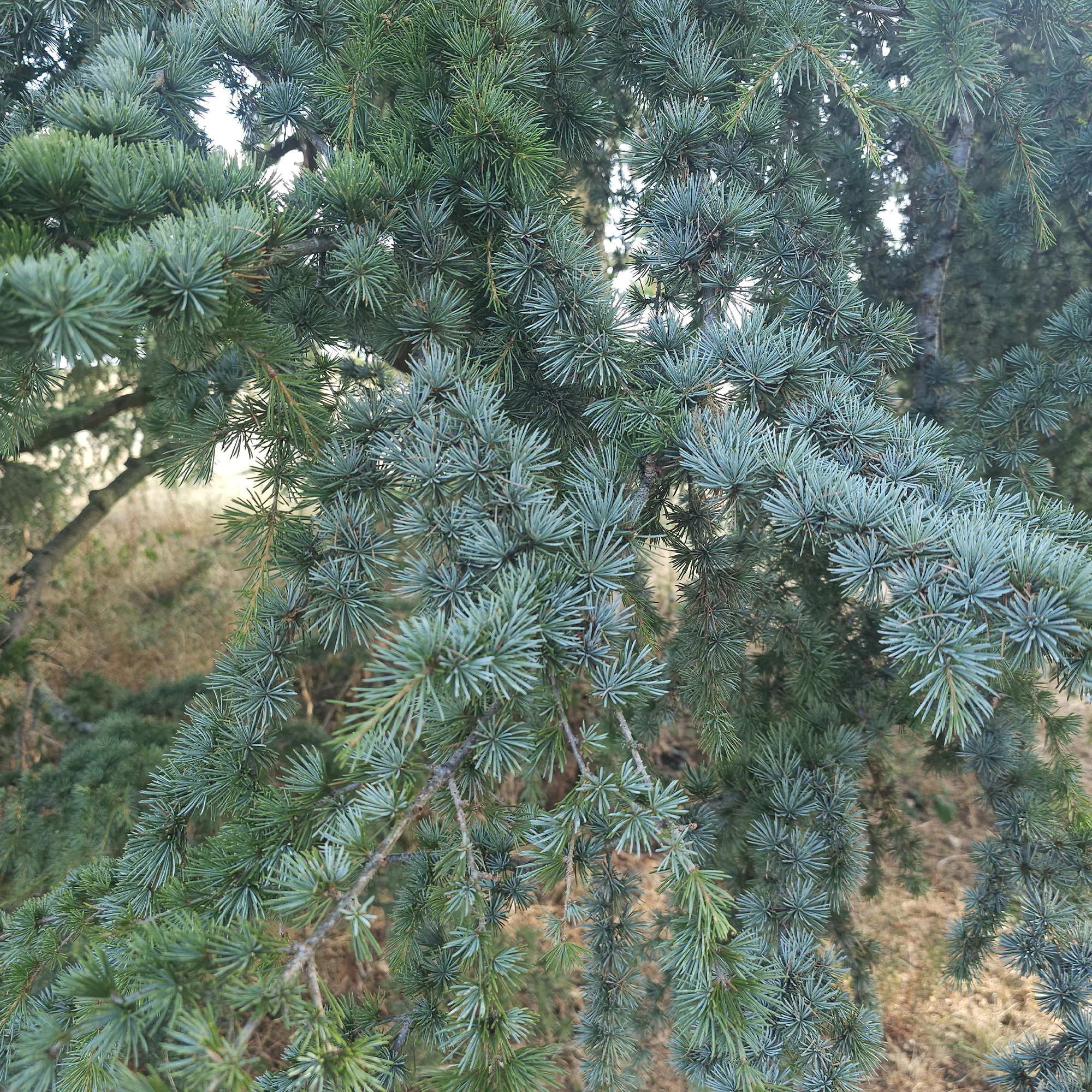 Blaue Atlaszeder - Image 2