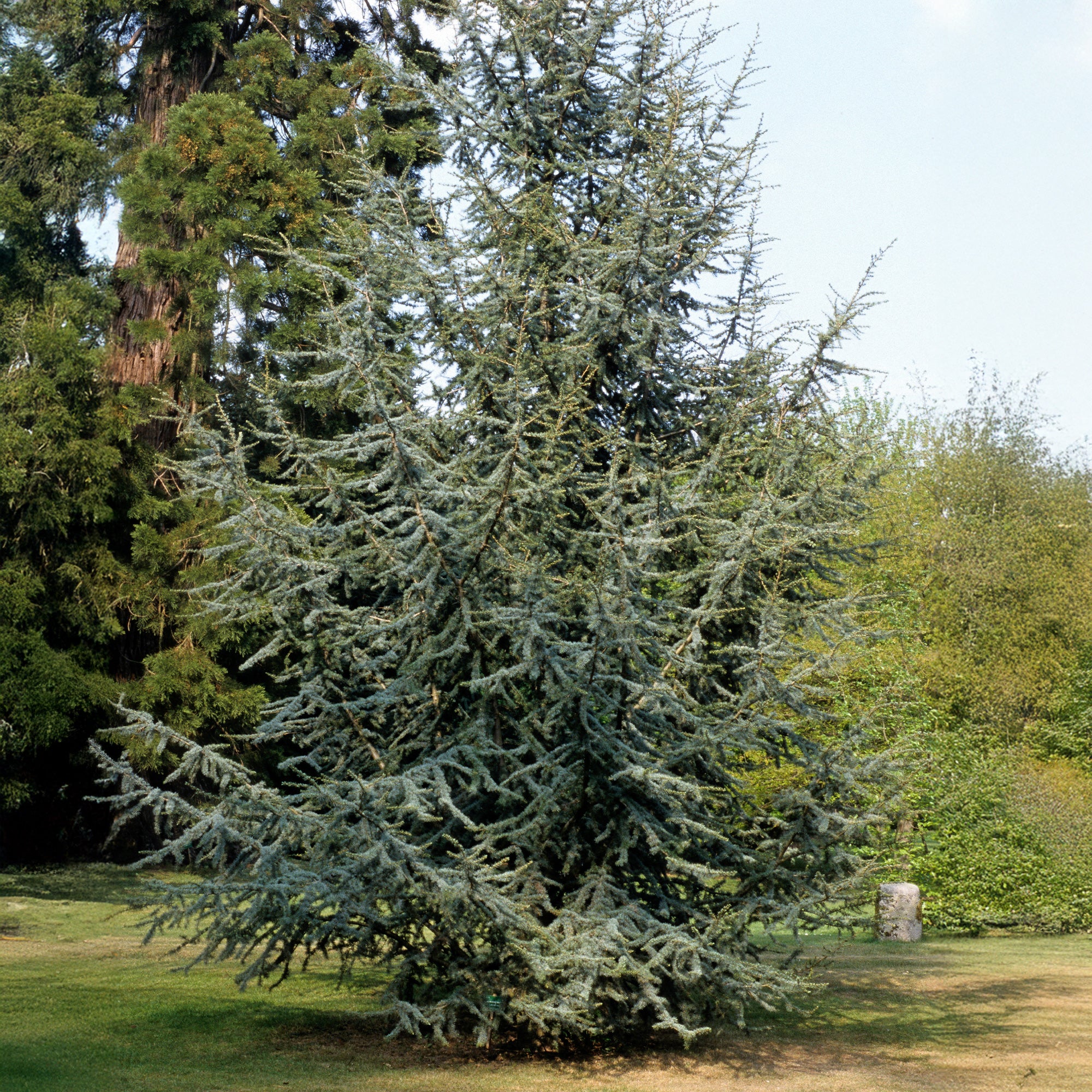 Blaue Atlaszeder - Image 6