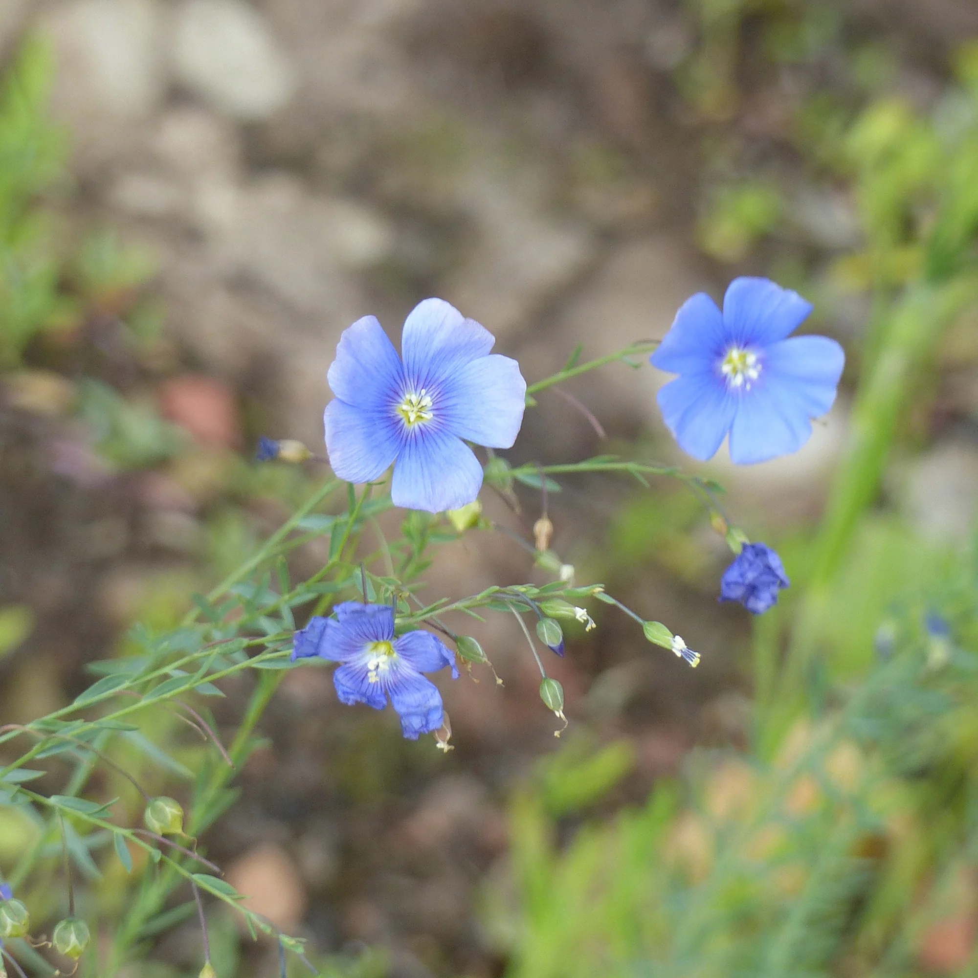 Blauer Stauden-Lein - Image 3