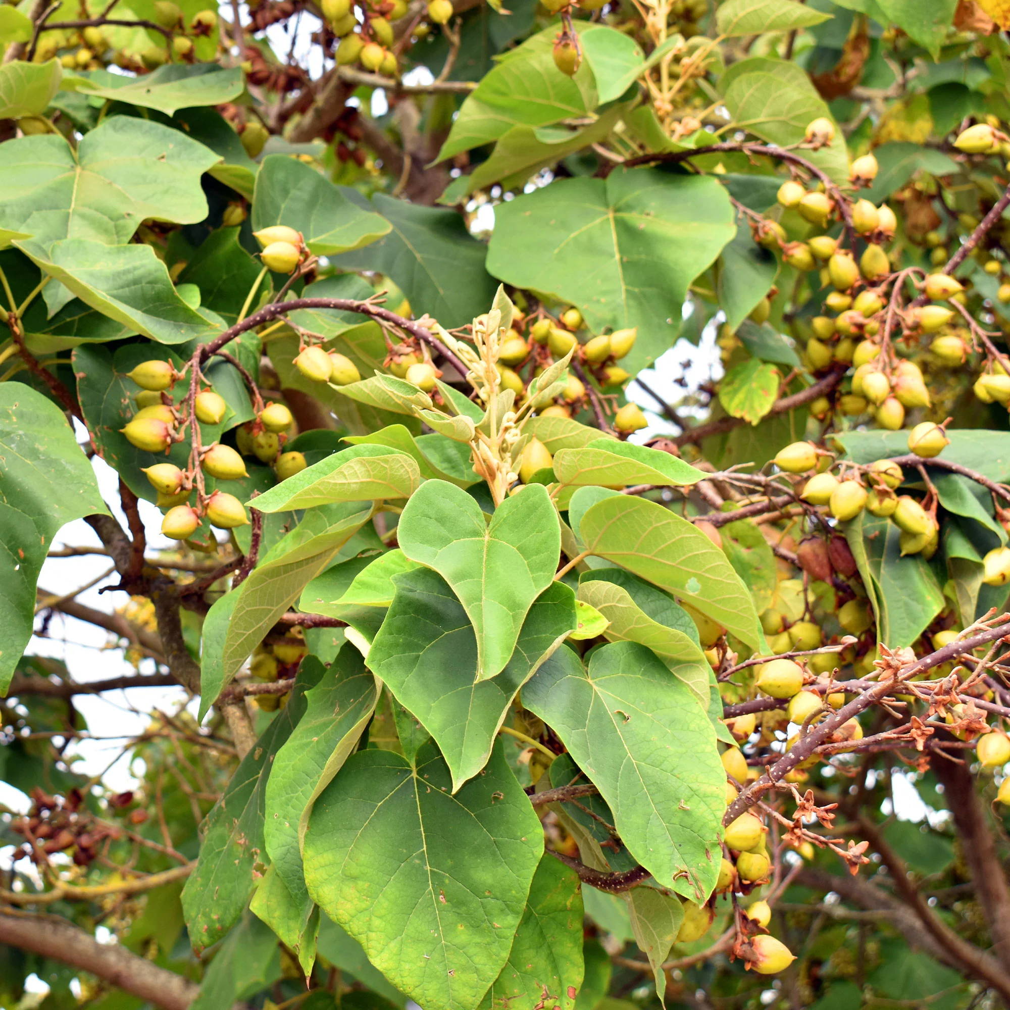 Blauglockenbaum - Image 6