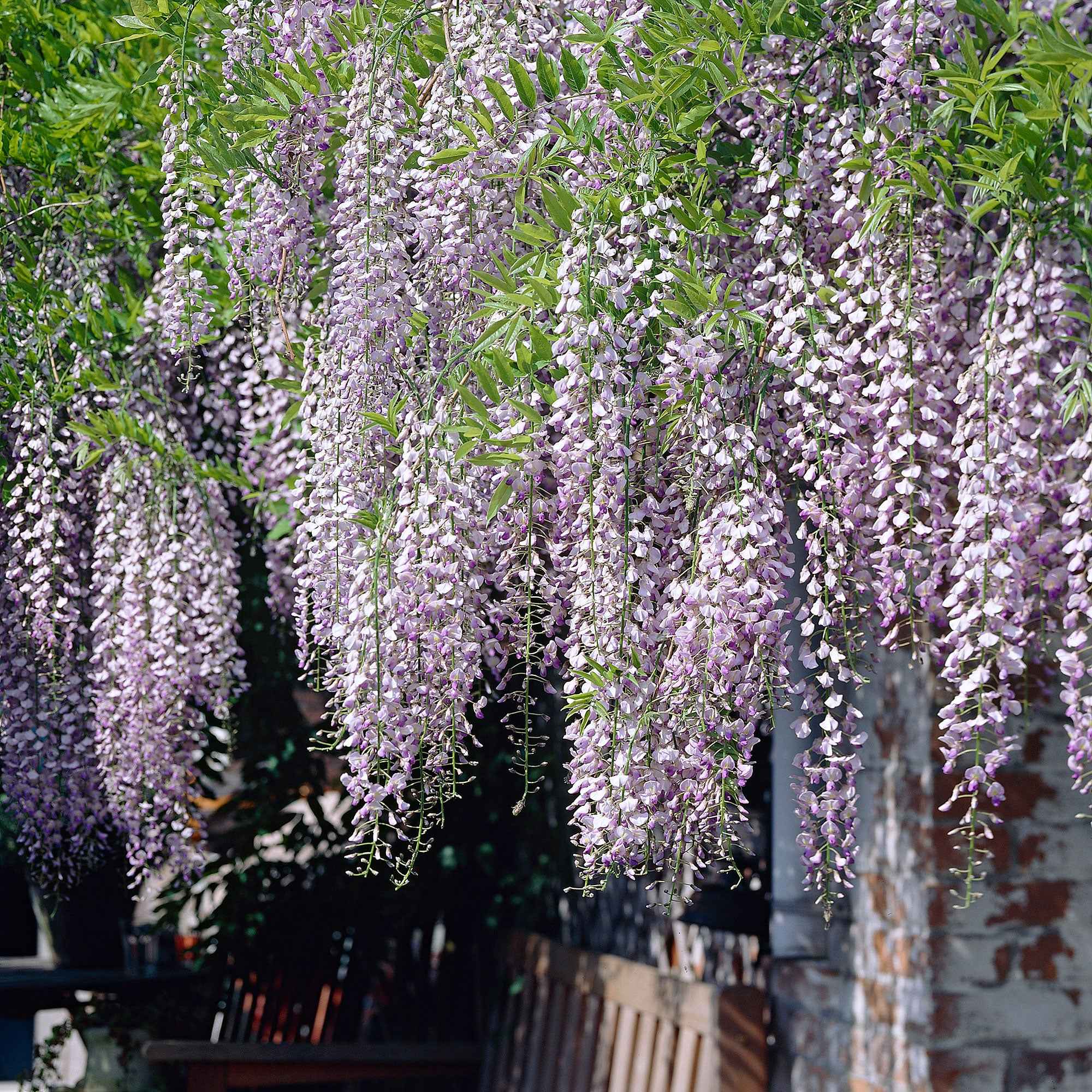 Blauregen 'Naga Noda'