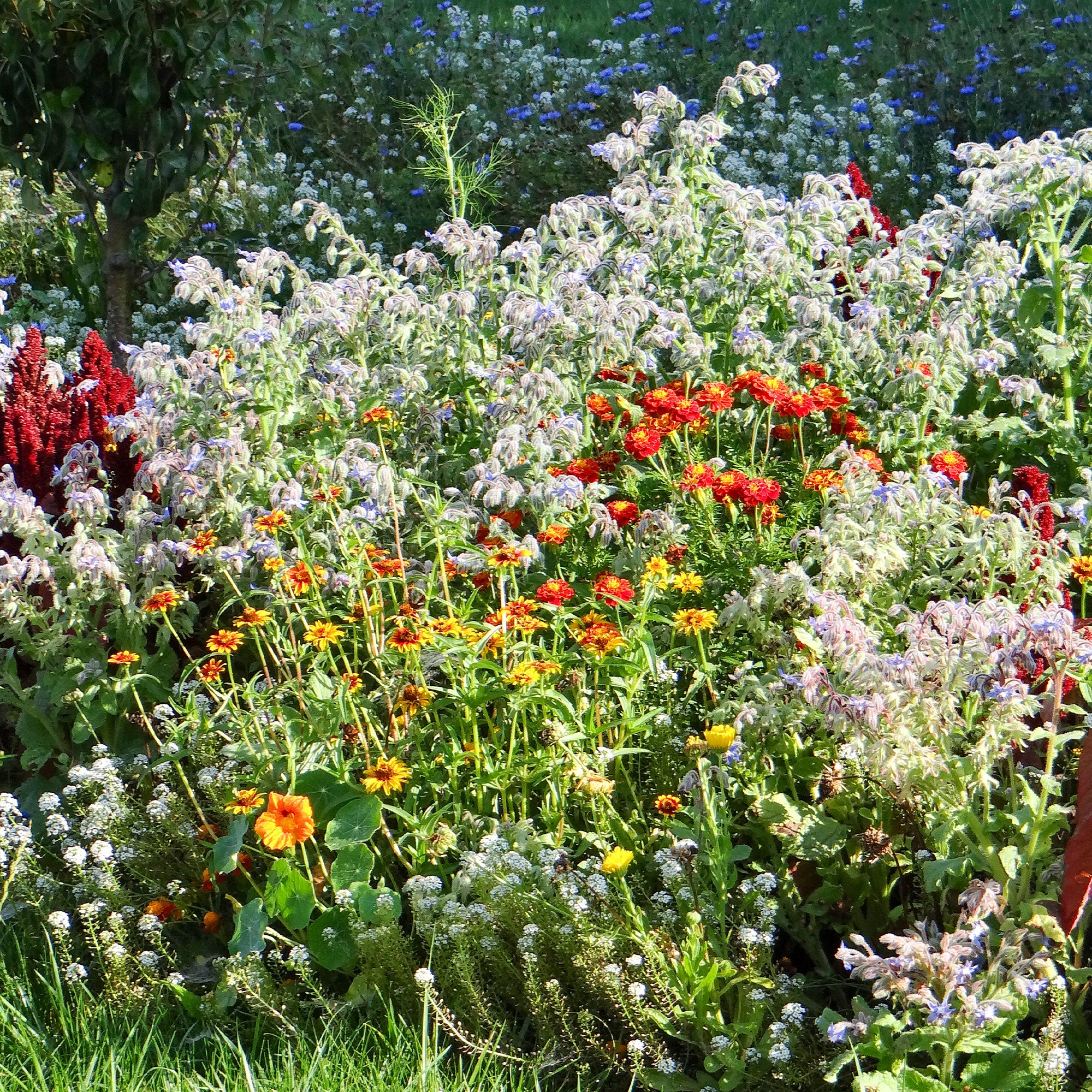 Blumenmischung gegen Schnecken