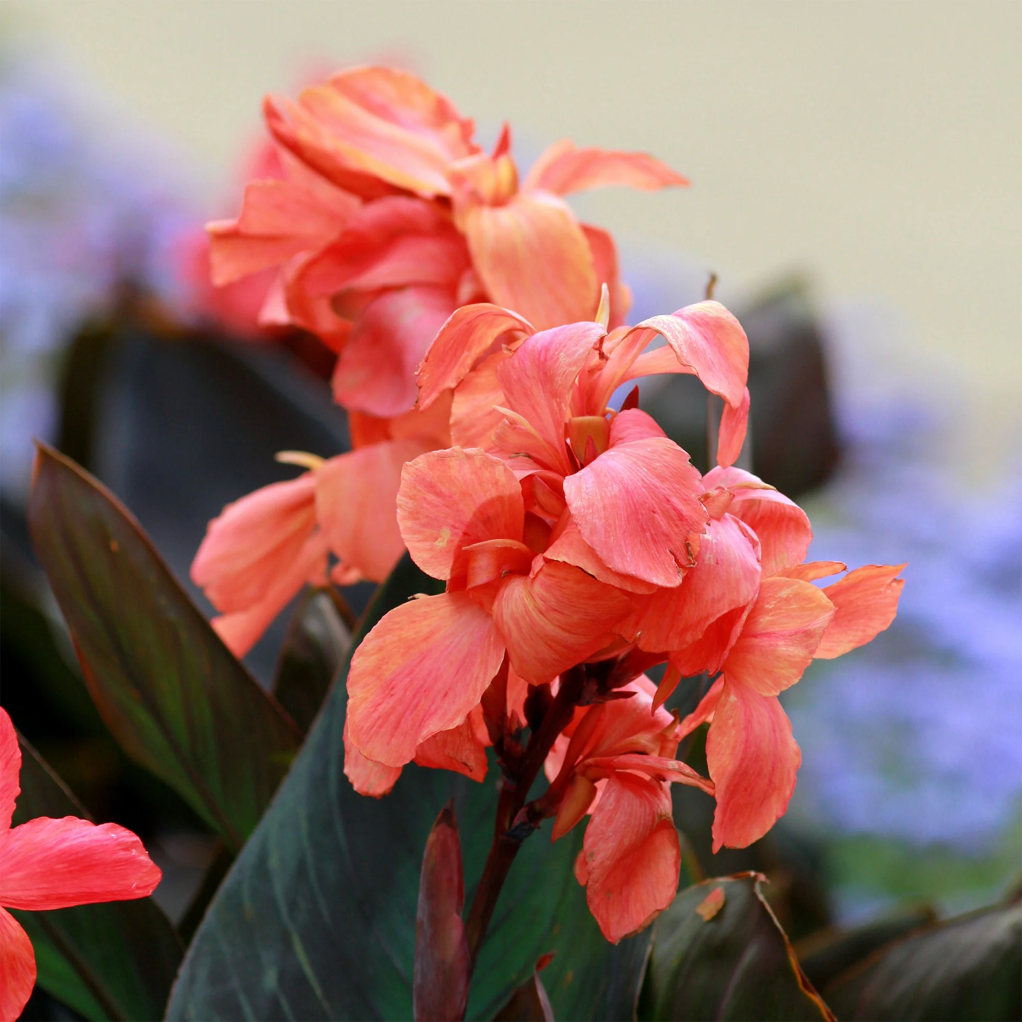 Blumenrohr 'Angélique'