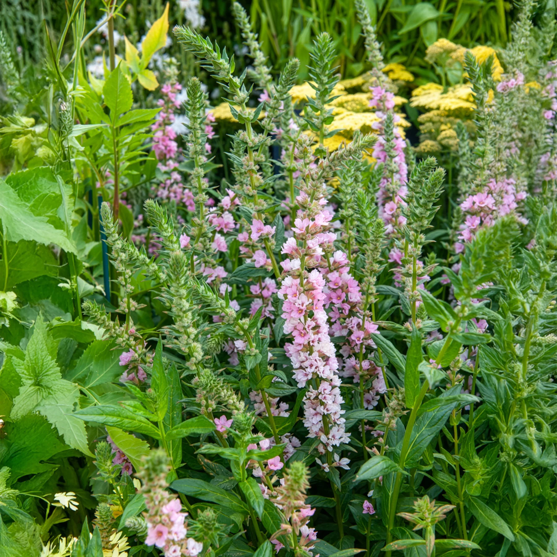 Blut-Weiderich Blush - Image 5
