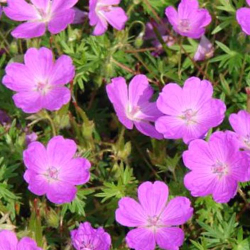 Blutgeranie