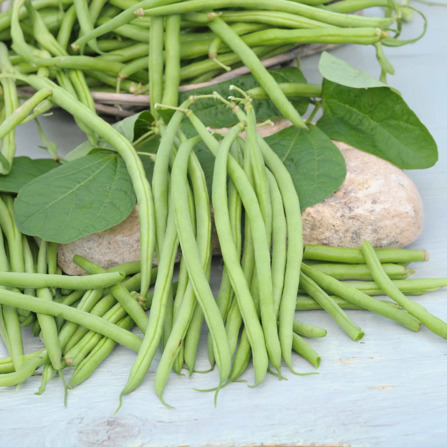 Buschbohne, mangetout ‘Castandel’ - Image 3