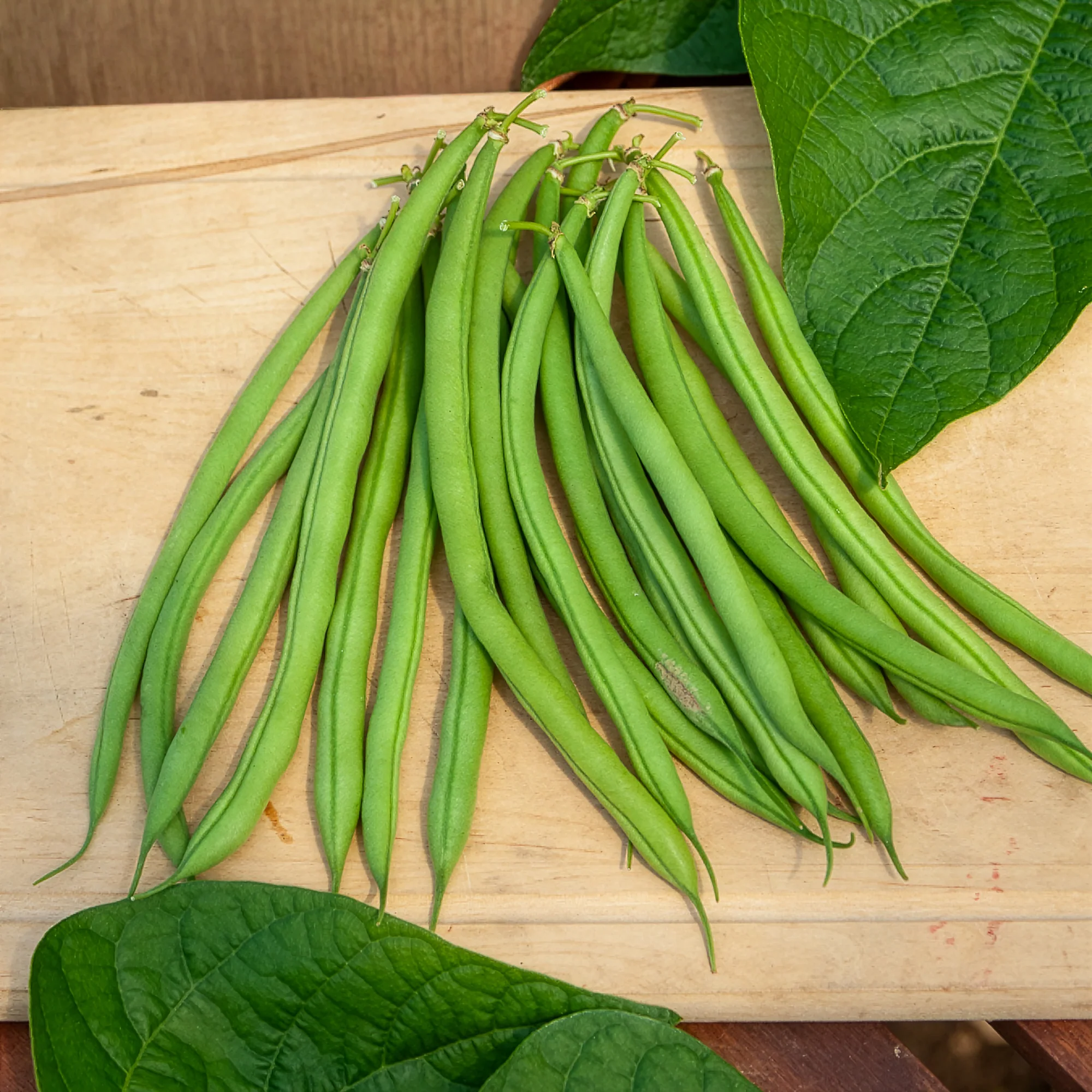 Buschbohne, mangetout ‘Castandel’ - Image 4
