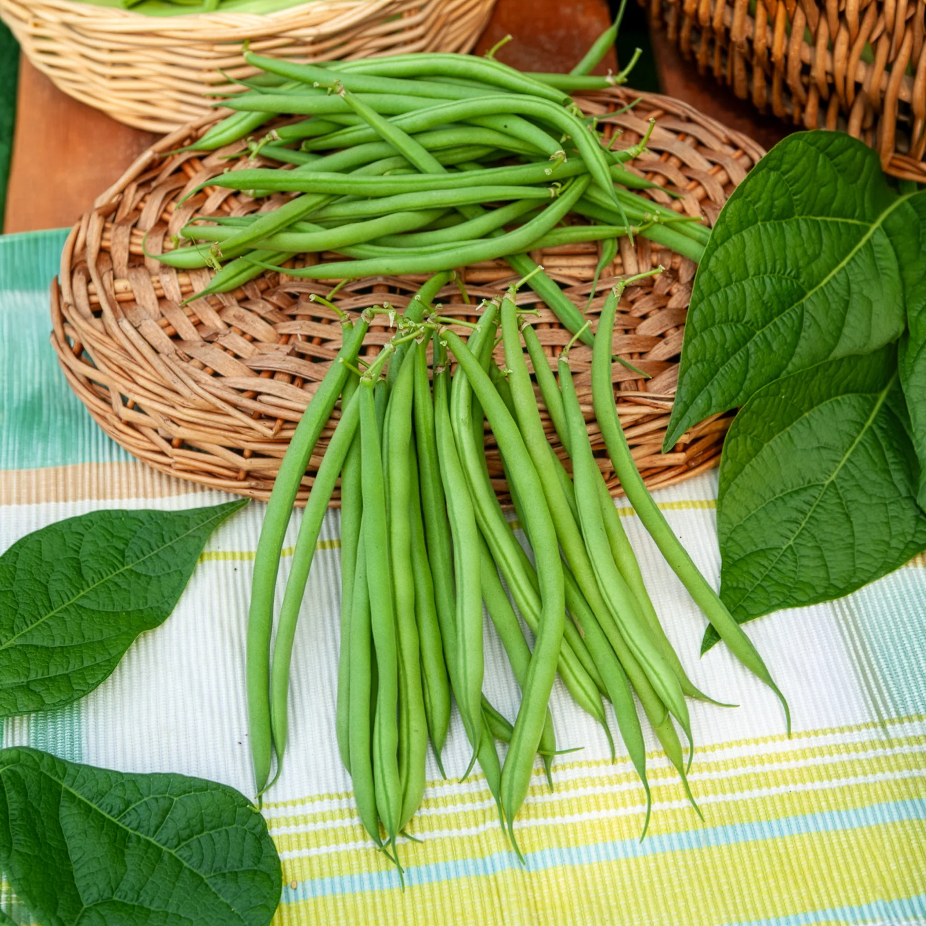 Buschbohne, mangetout ‘Castandel’ - Image 5