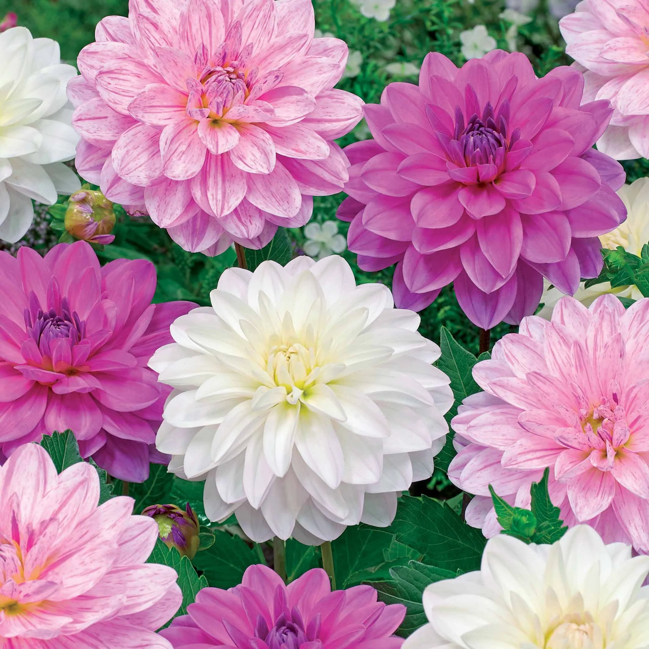 Bonesta Dahlien Mischung (weiß, rosa, gestreift) (x6)