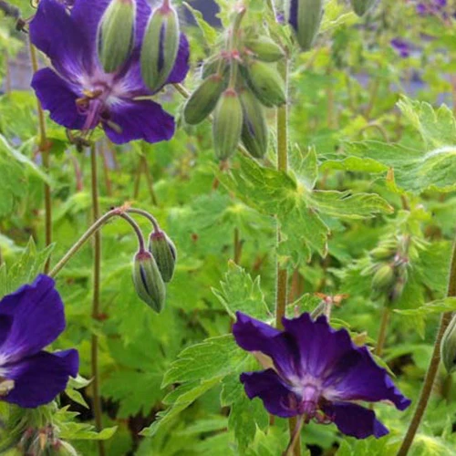 Braune Geranie Klepper mit violetten Blüten