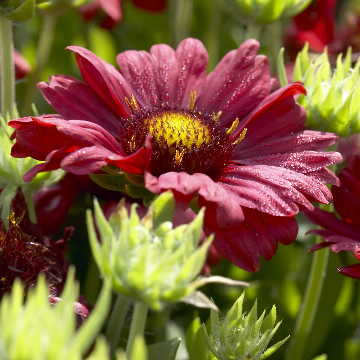 Großblumige Kokardenblume 'Burgunder' - Image 2