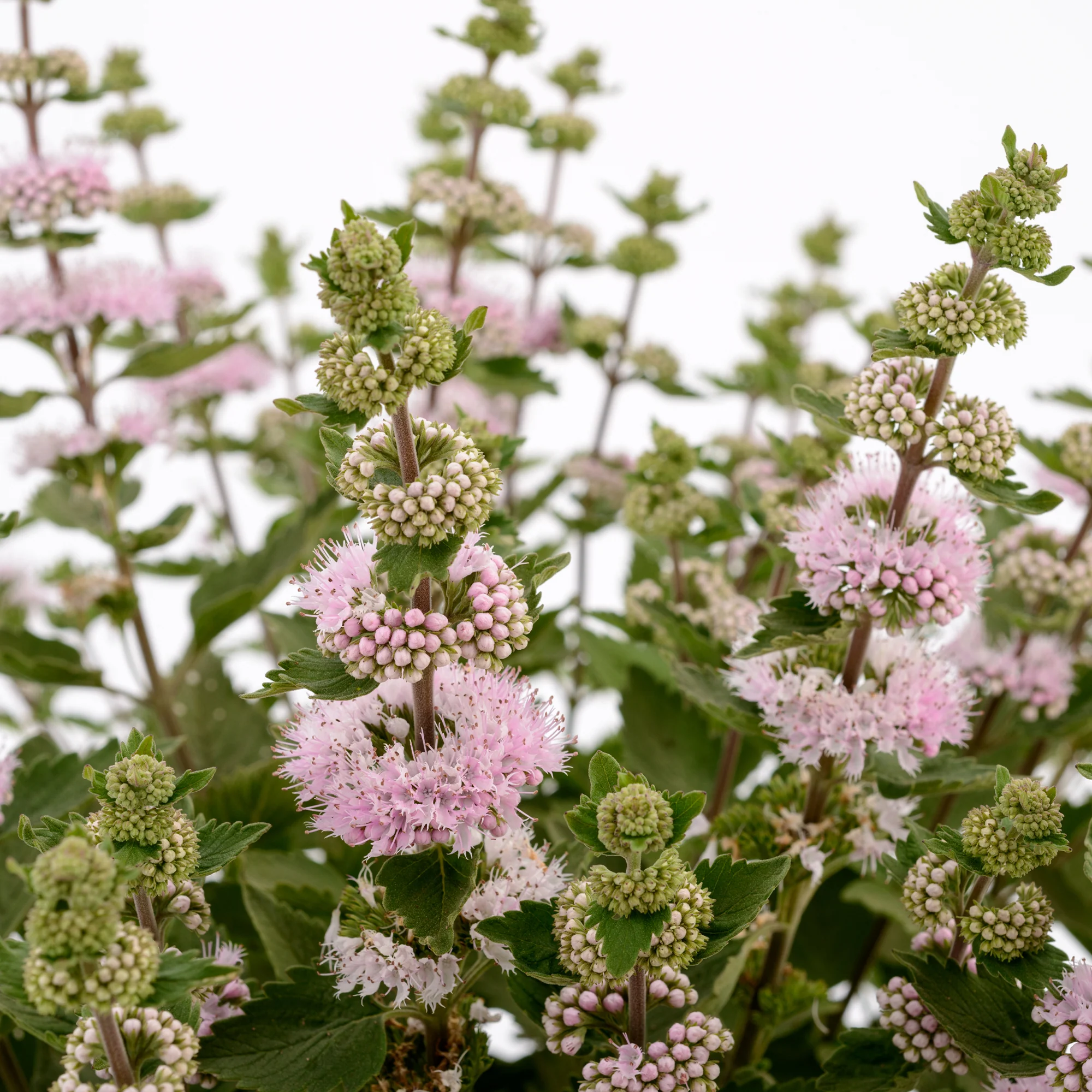 Bartblume ‘Camara’® Pink - Image 3