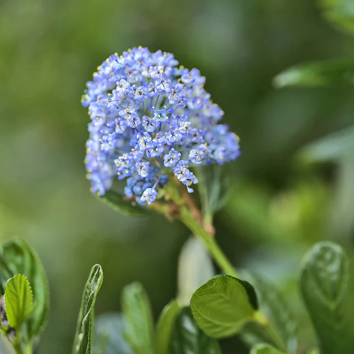 Ceanothus-Sammlung (x2) - Image 2