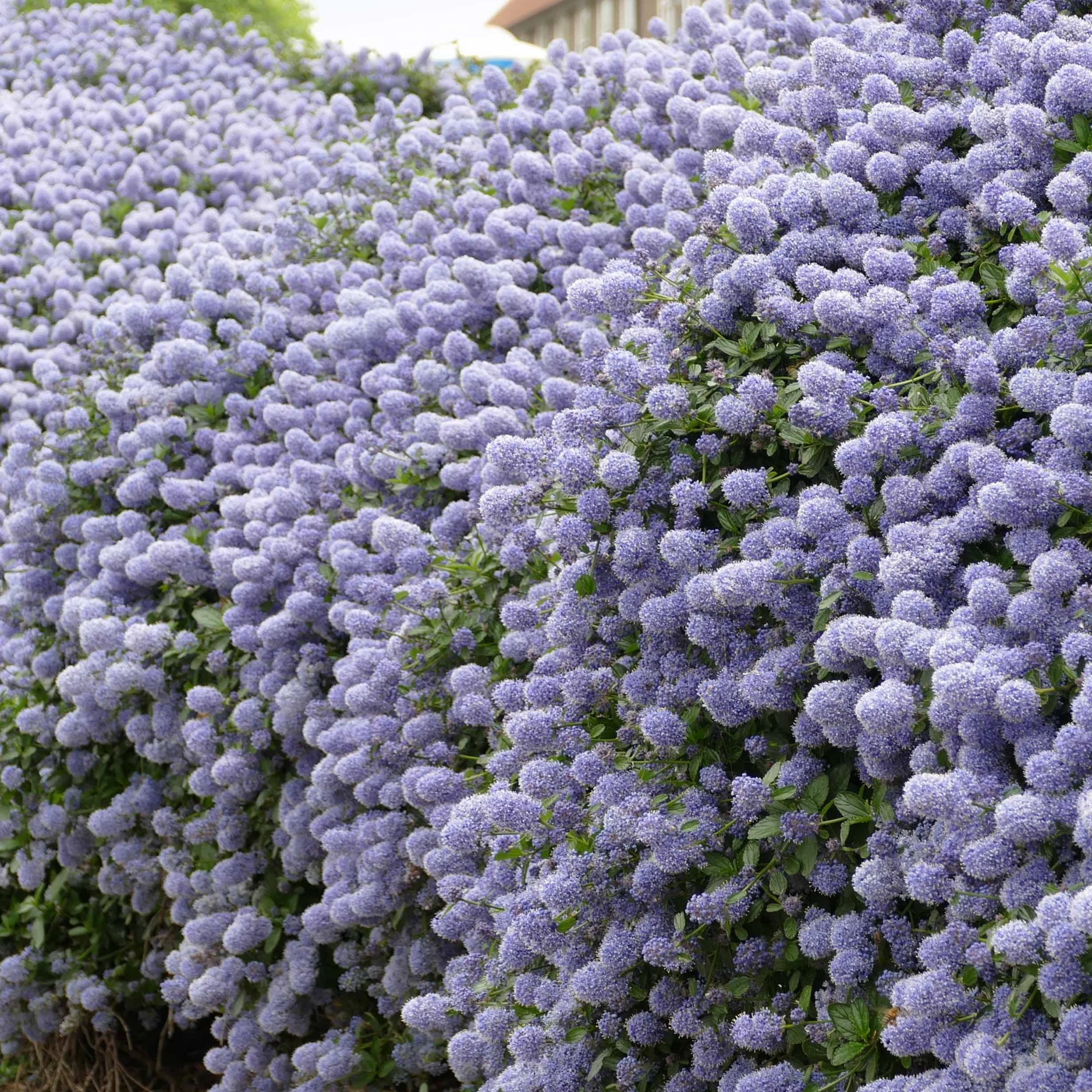 Ceanothus-Sammlung (x2) - Image 3