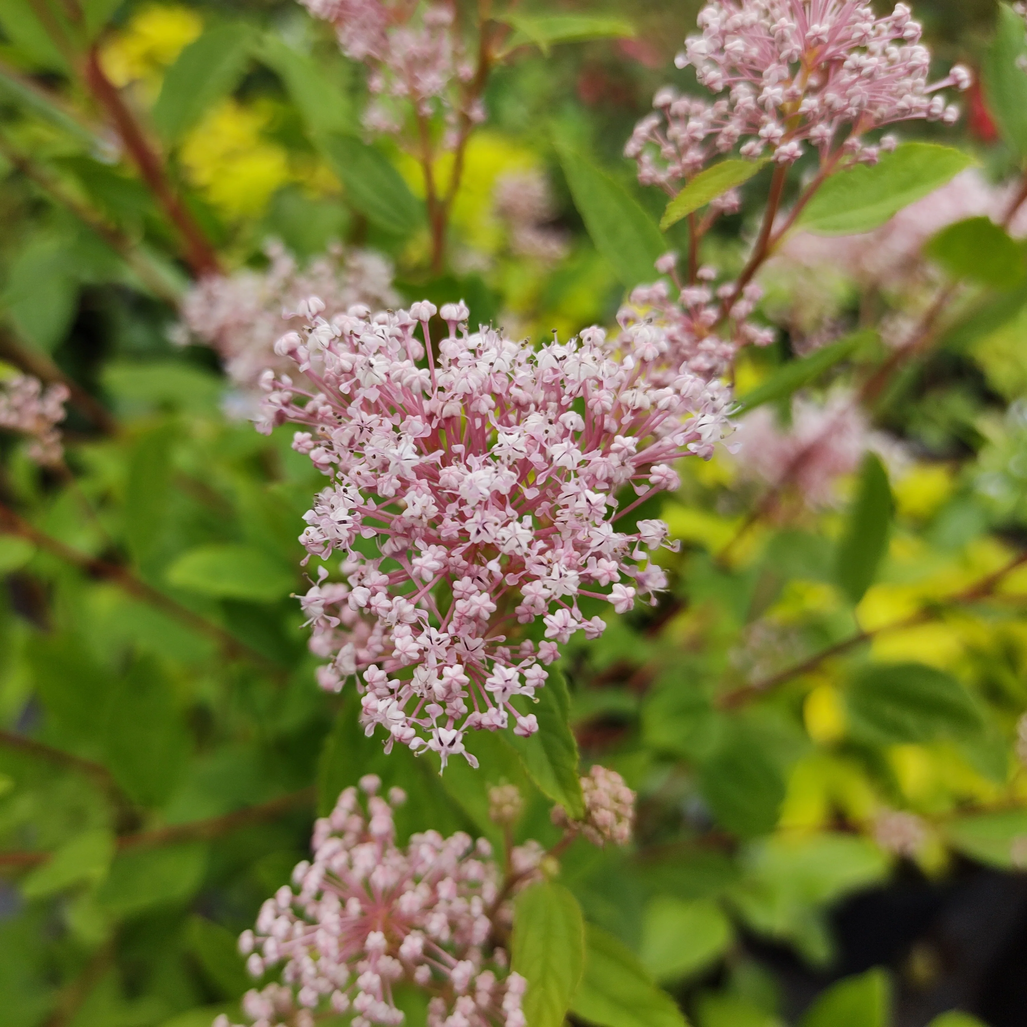 Ceanothus-Sammlung (x2) - Image 4