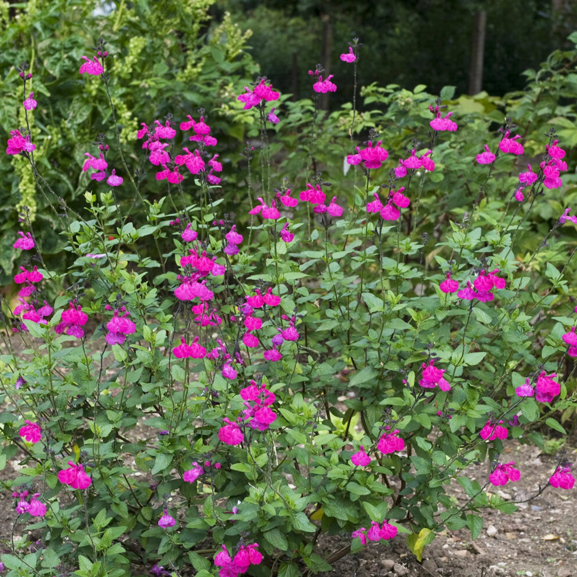 Strauchsalbei ‘Cerro Potosi’