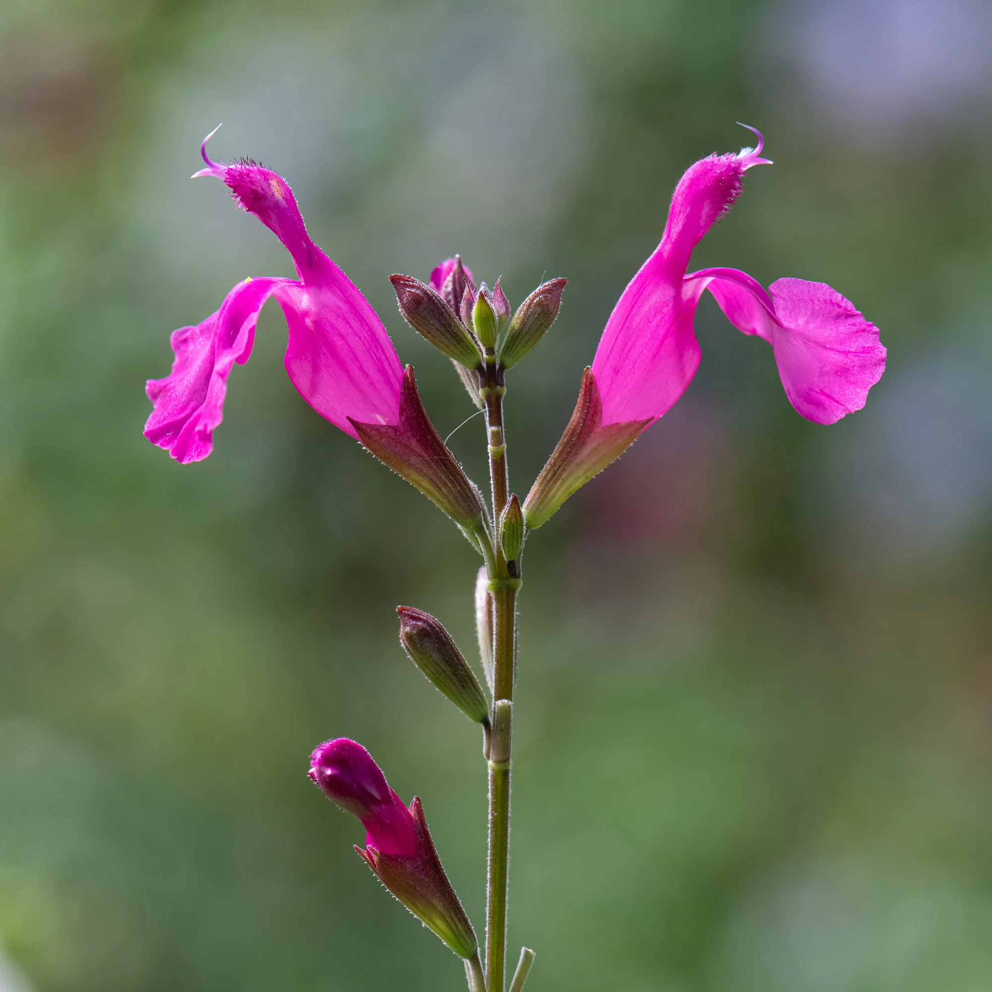 Strauchsalbei ‘Cerro Potosi’ - Image 2
