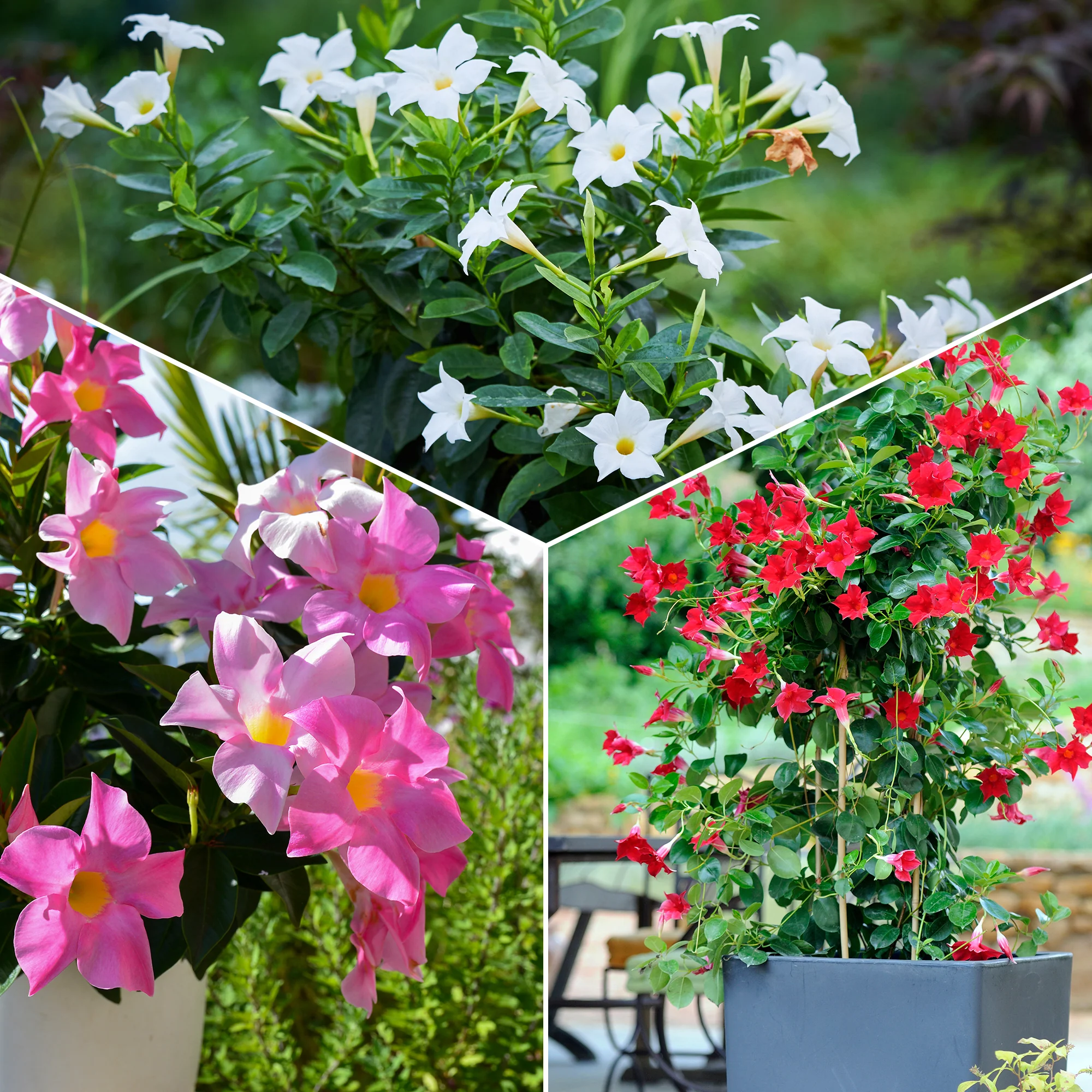 Dipladenia Mischung (x3) - Image 3