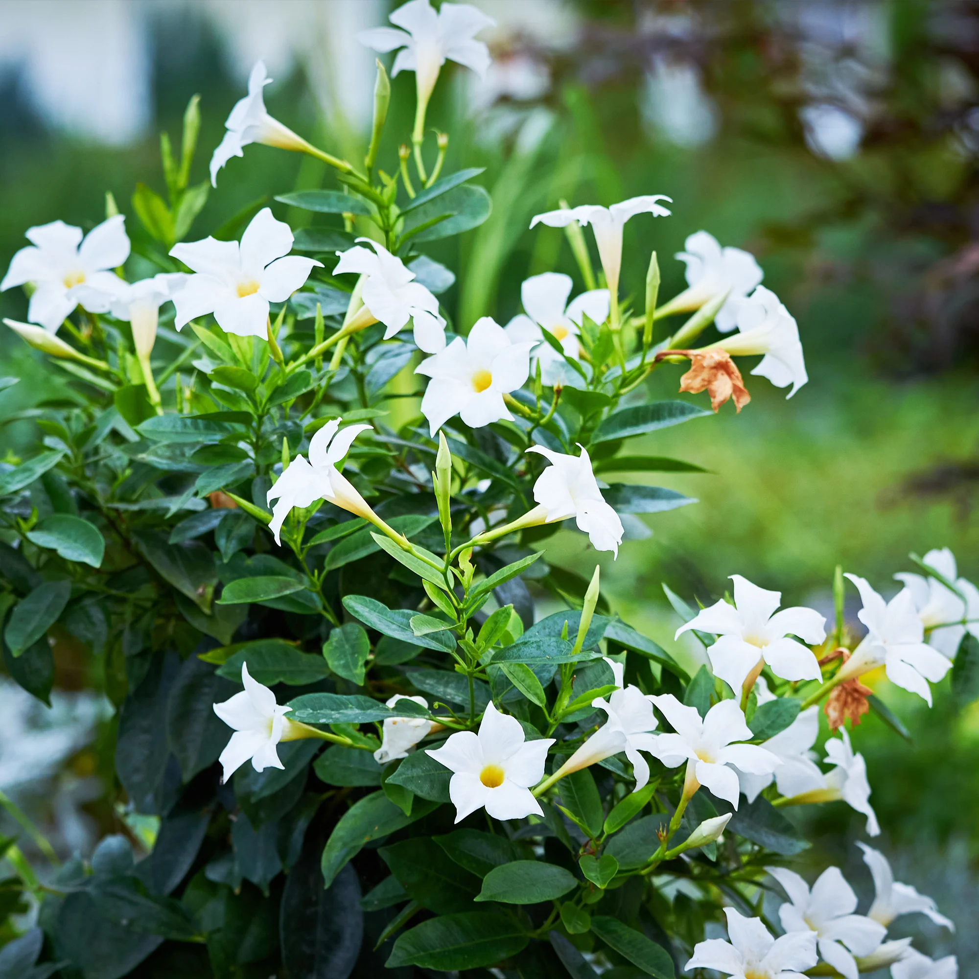 Dipladenia Mischung (x3) - Image 4