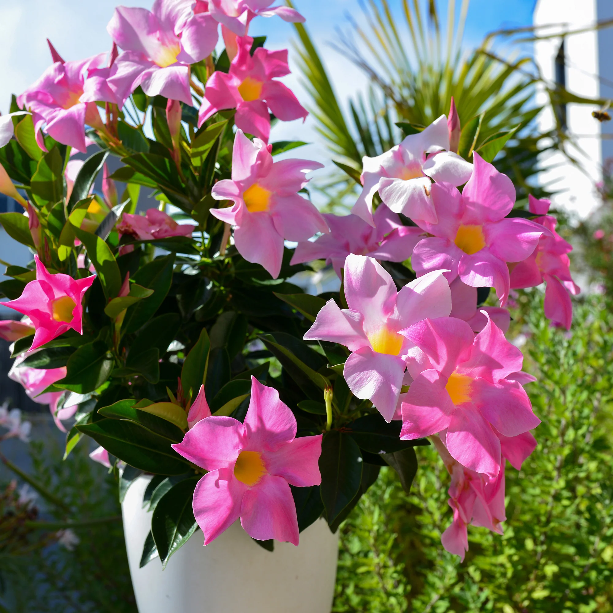 Dipladenia Mischung (x3) - Image 5