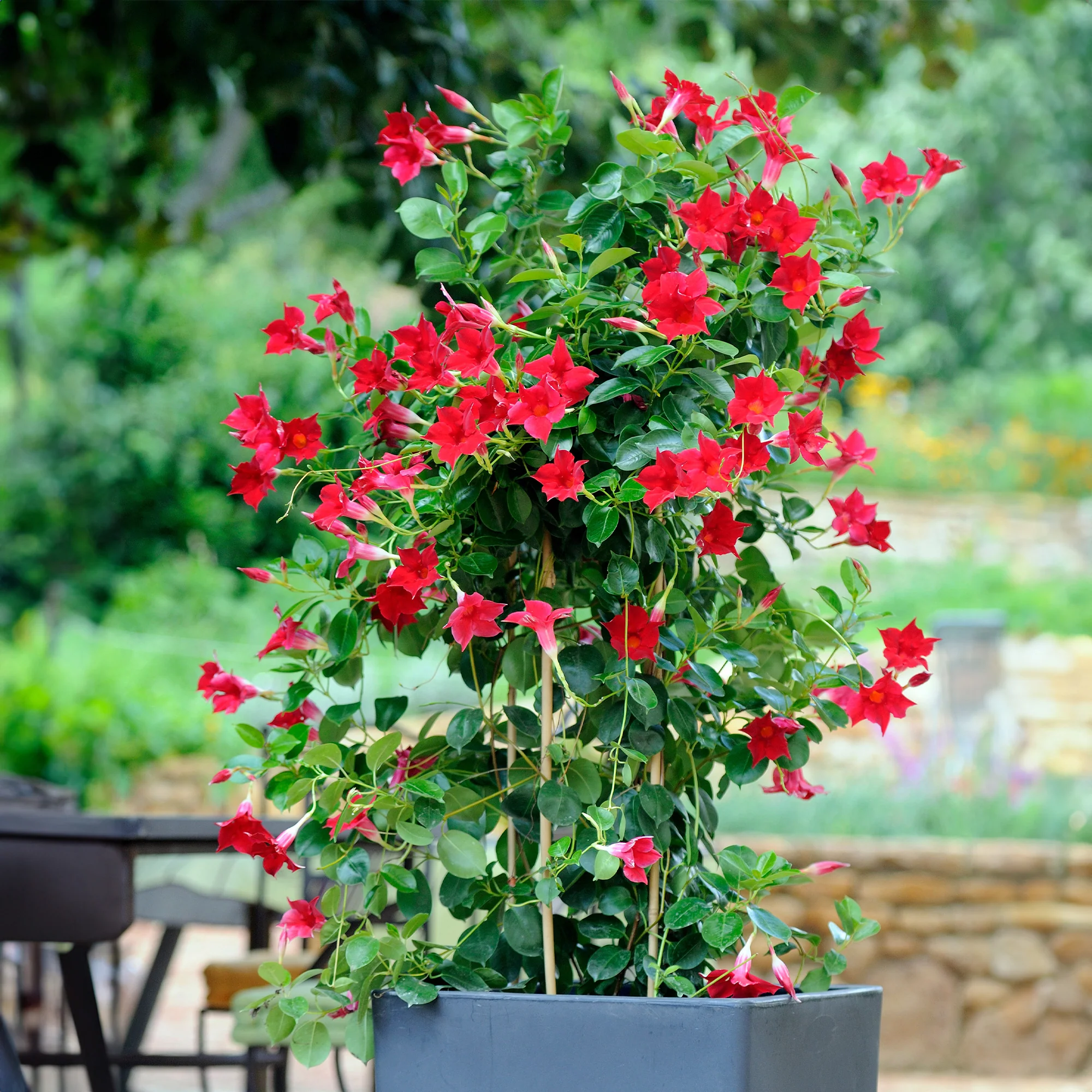 Dipladenia Mischung (x3) - Image 6
