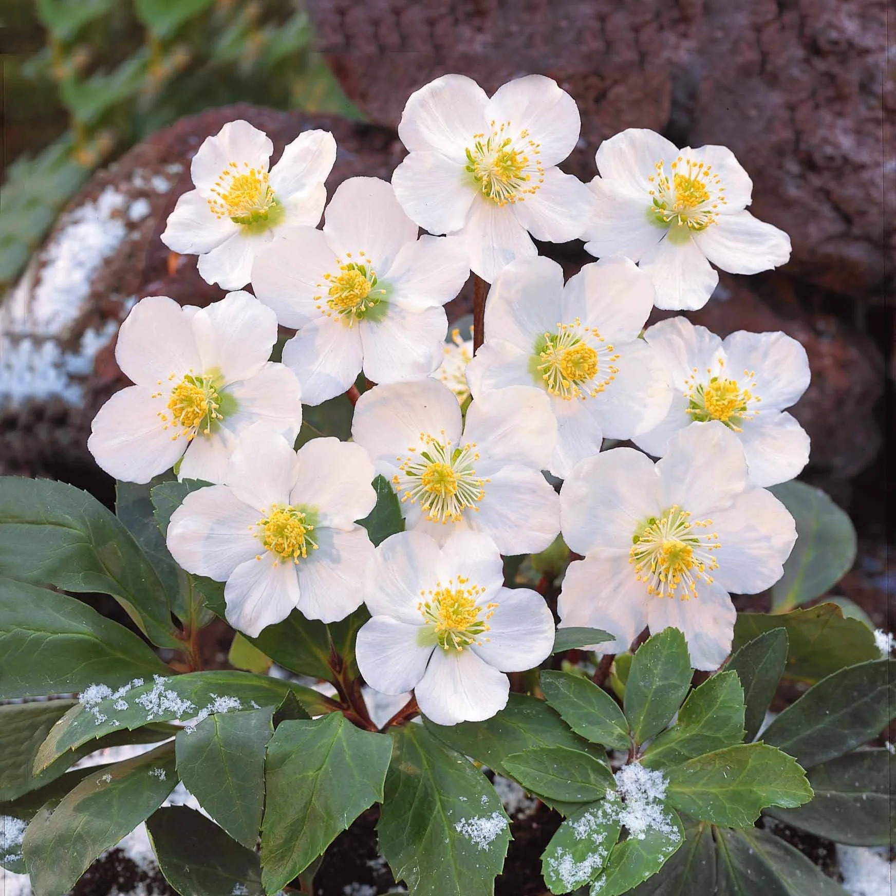 Christrose - Image 3