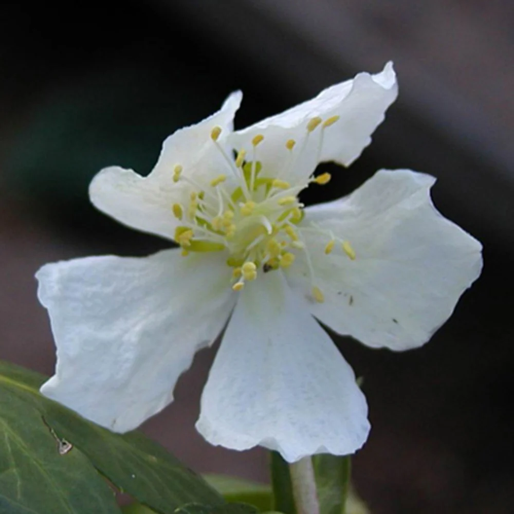 Christrose - Image 5