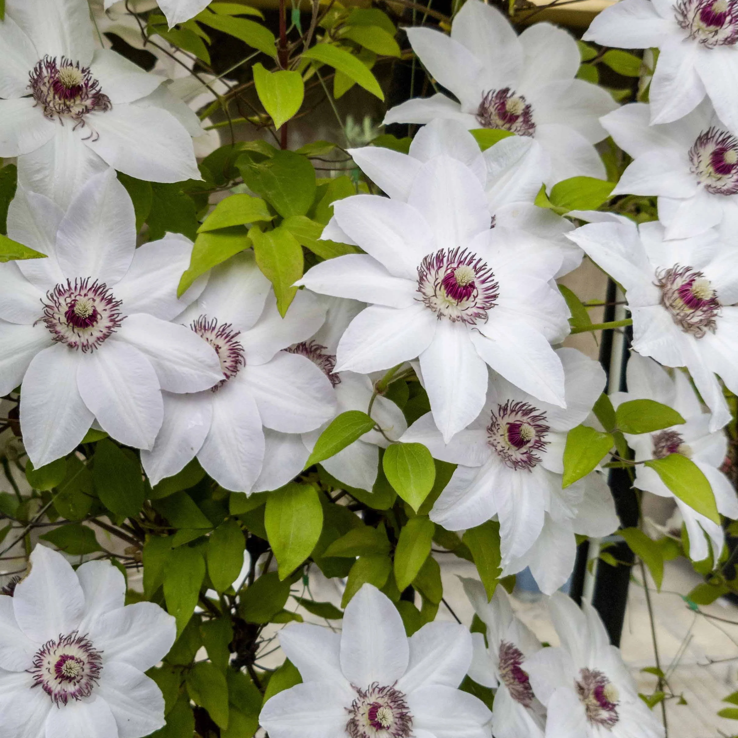 Clematis 'Miss Bateman'