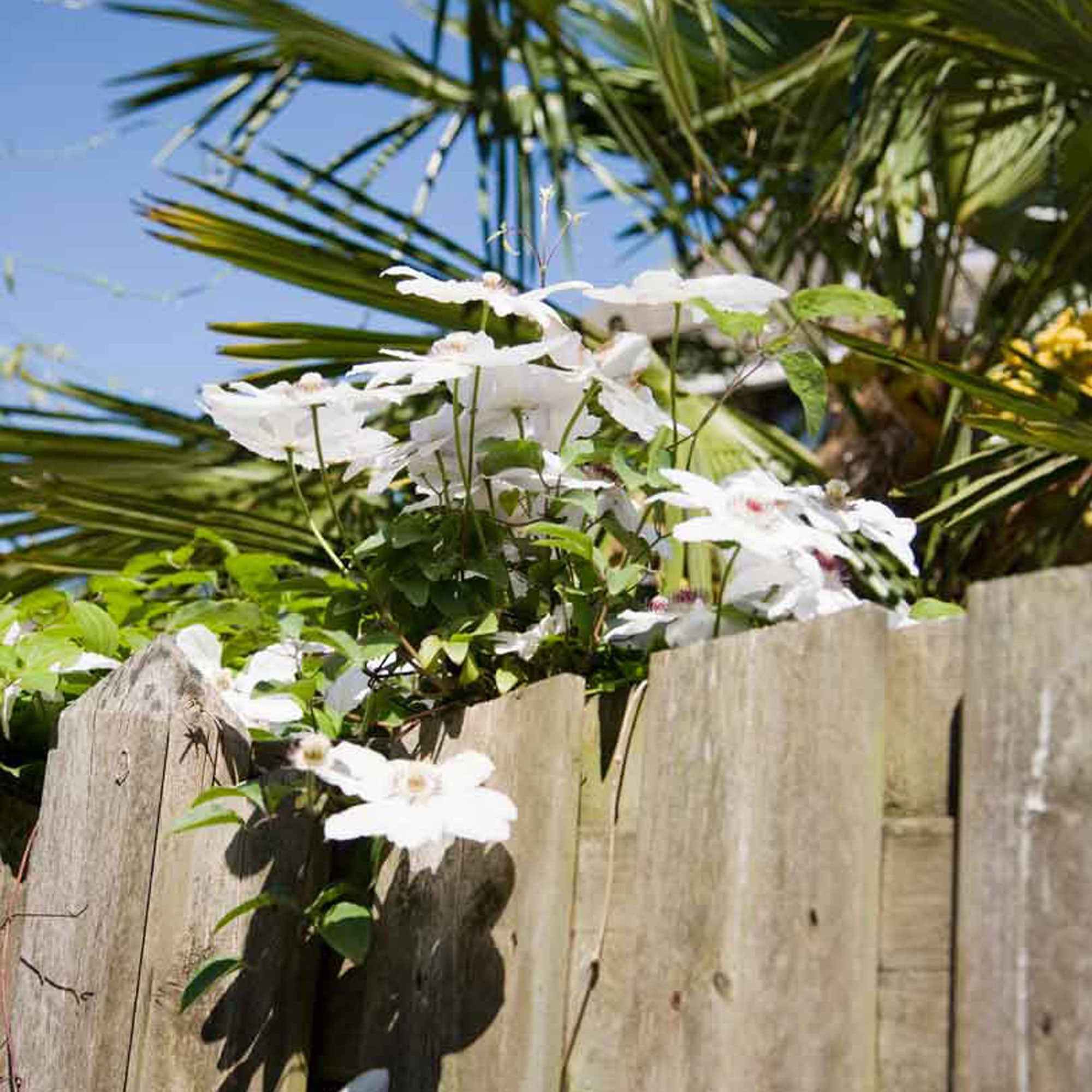 Clematis 'Miss Bateman' - Image 2