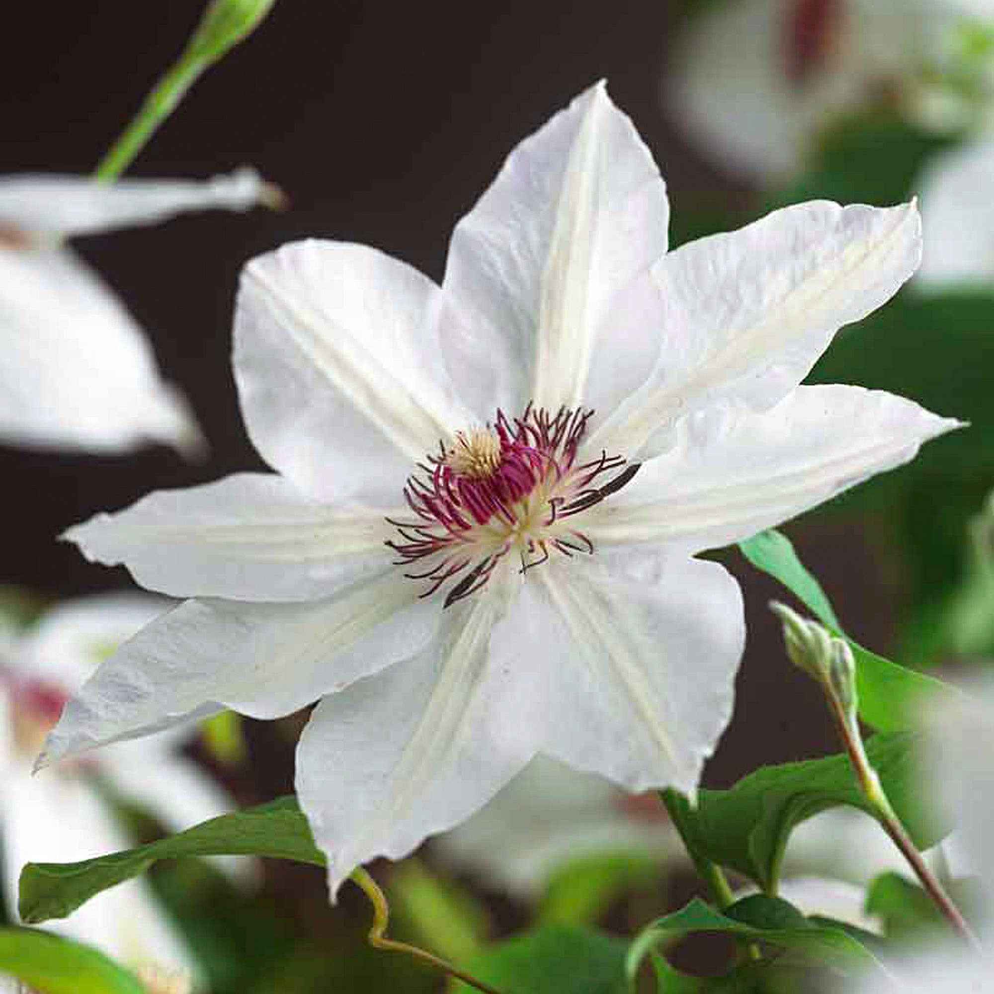 Clematis 'Miss Bateman' - Image 3