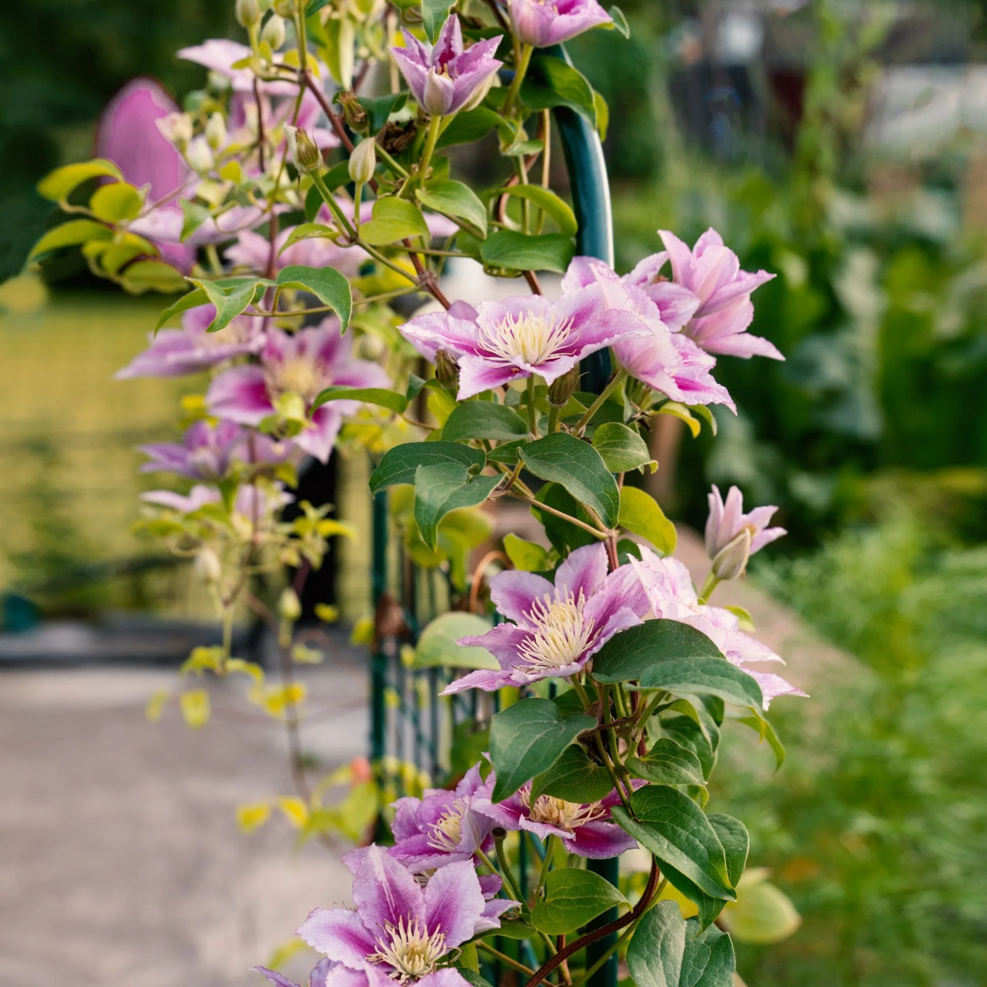 Clematis 'Piilu' - Image 5