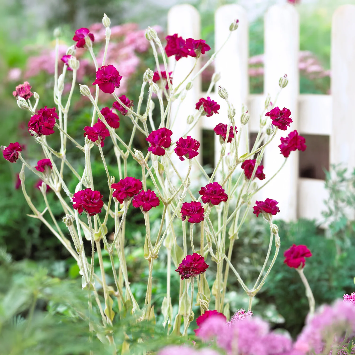 Kronen-Lichtnelke 'Gardeners World' - Image 2