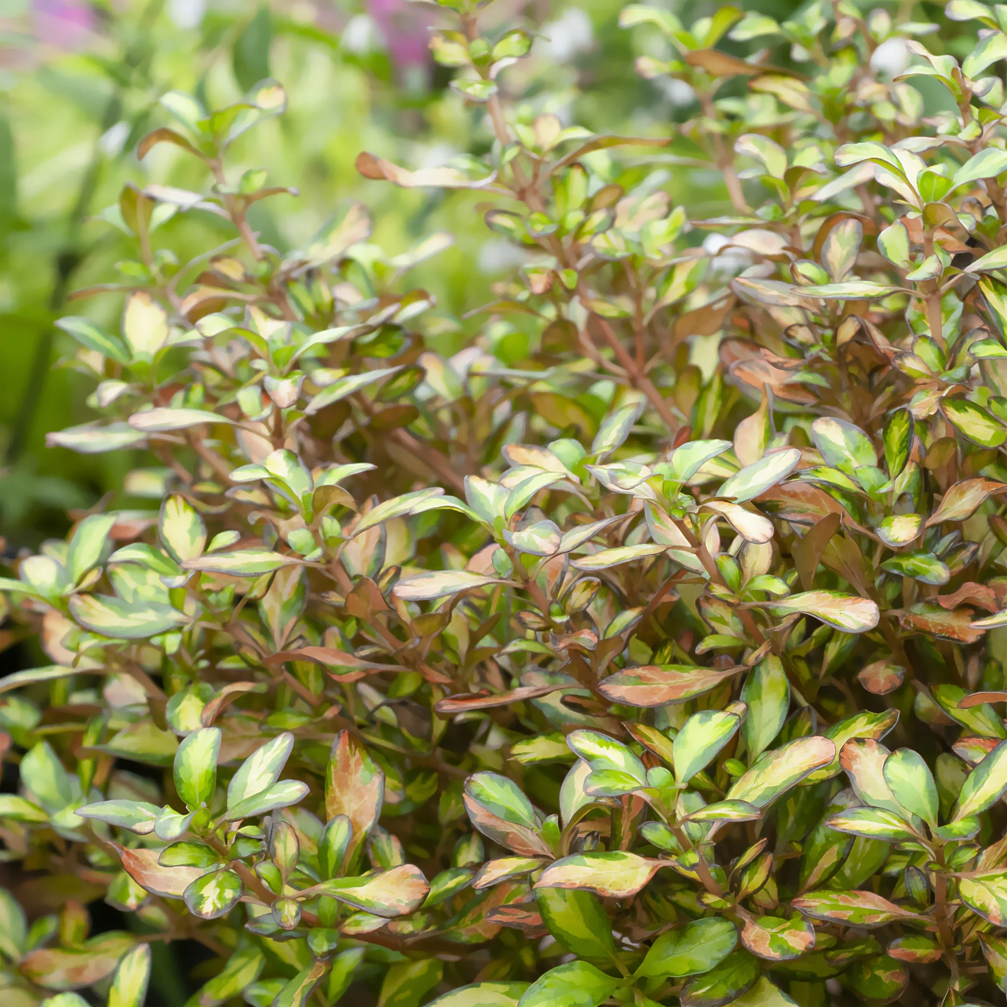 Coprosma ‘Evening Glow’ - Image 2