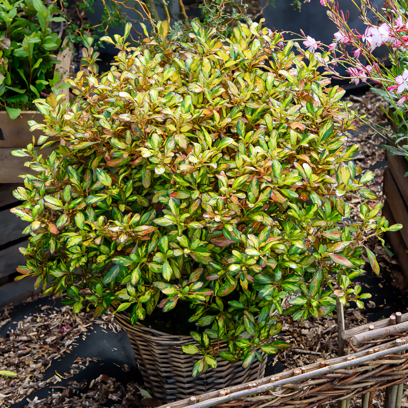 Coprosma ‘Evening Glow’ - Image 3