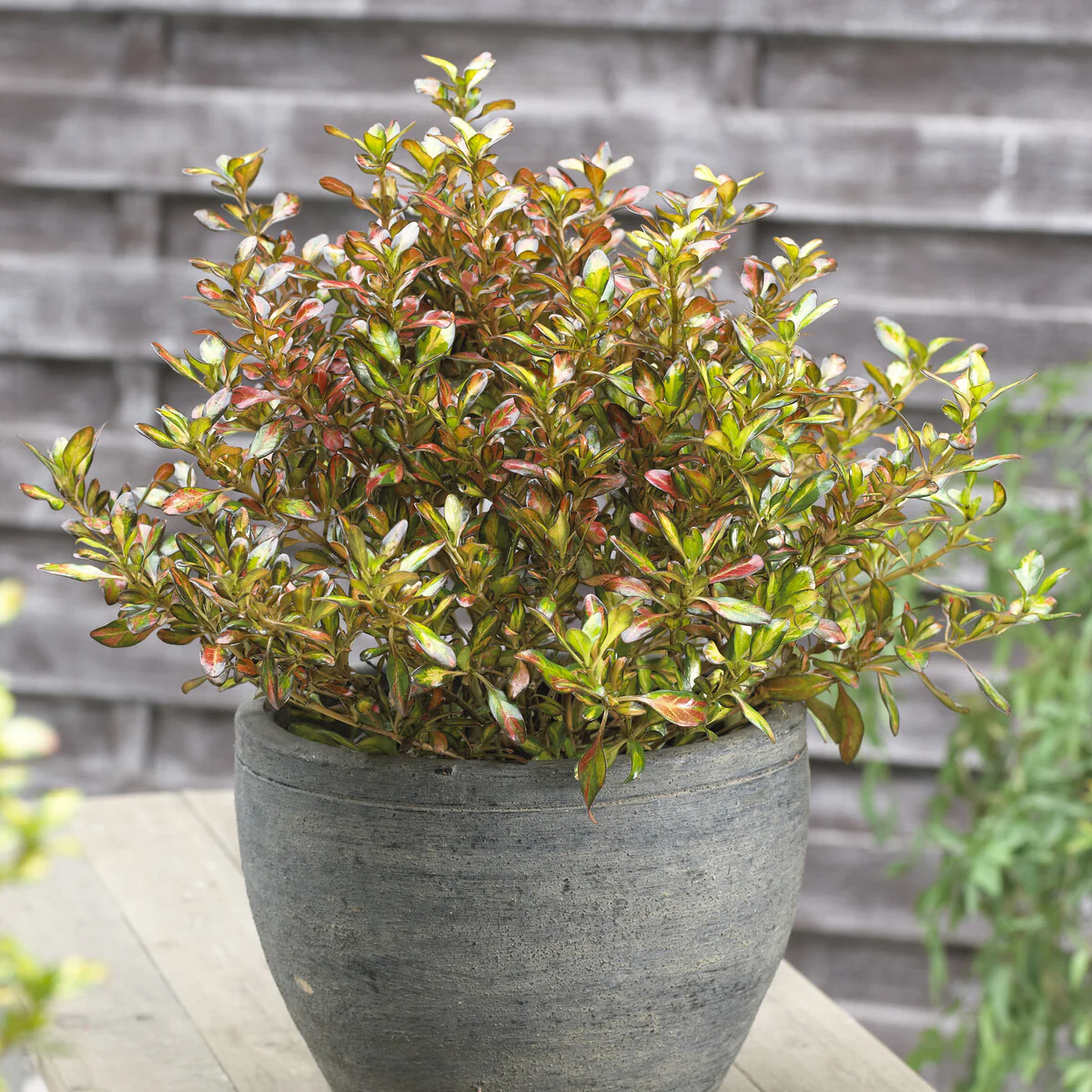 Coprosma ‘Evening Glow’ - Image 4