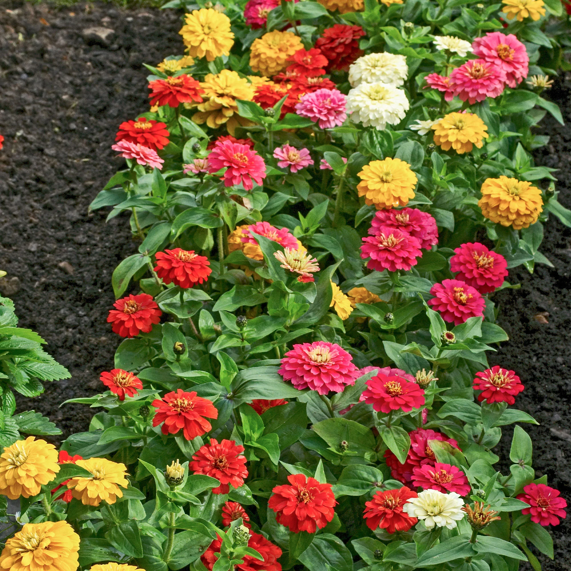 Dahlienblütige Zinnie Gemischt - Image 3