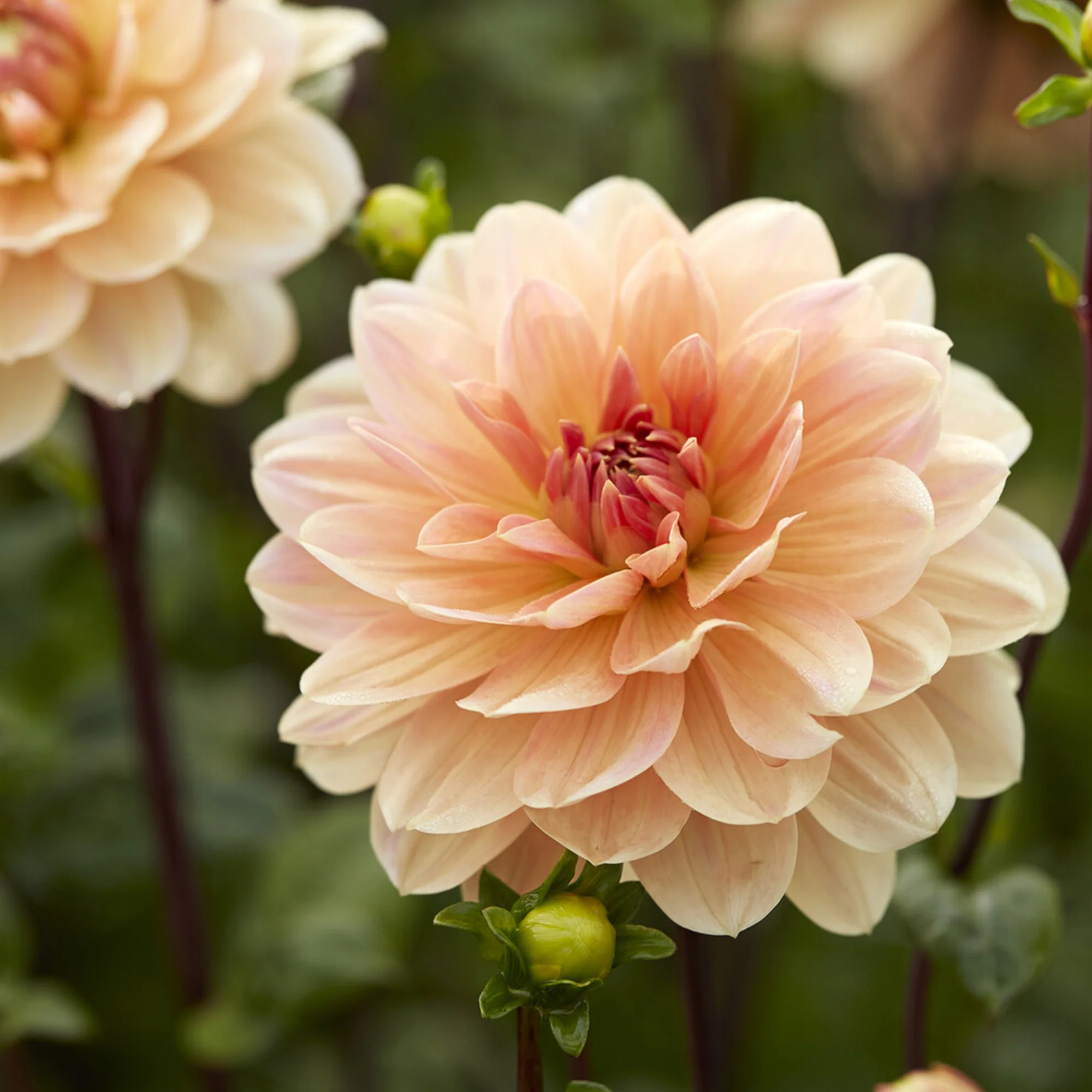 Dahlie ‘Apricot Desire’