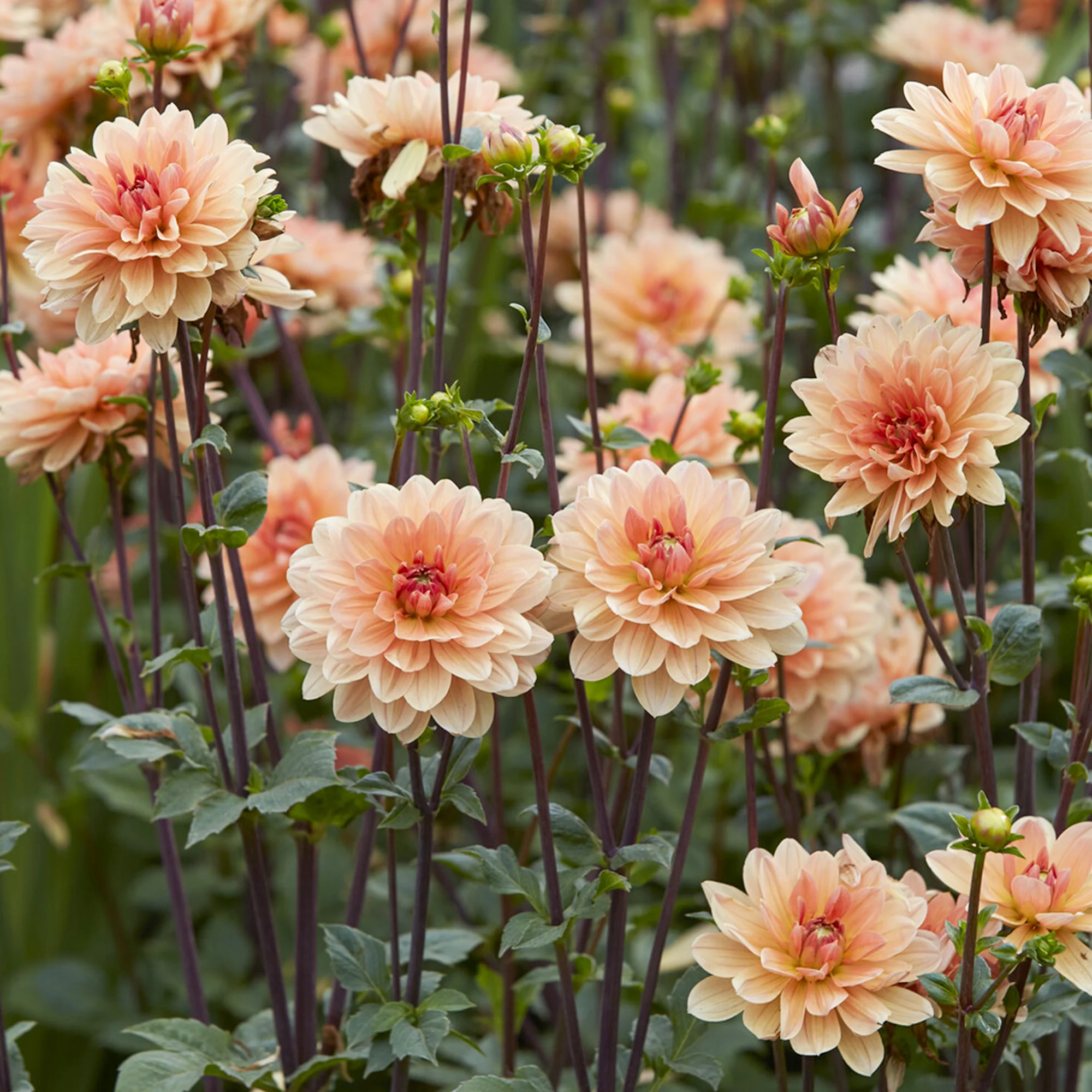 Dahlie ‘Apricot Desire’ - Image 2