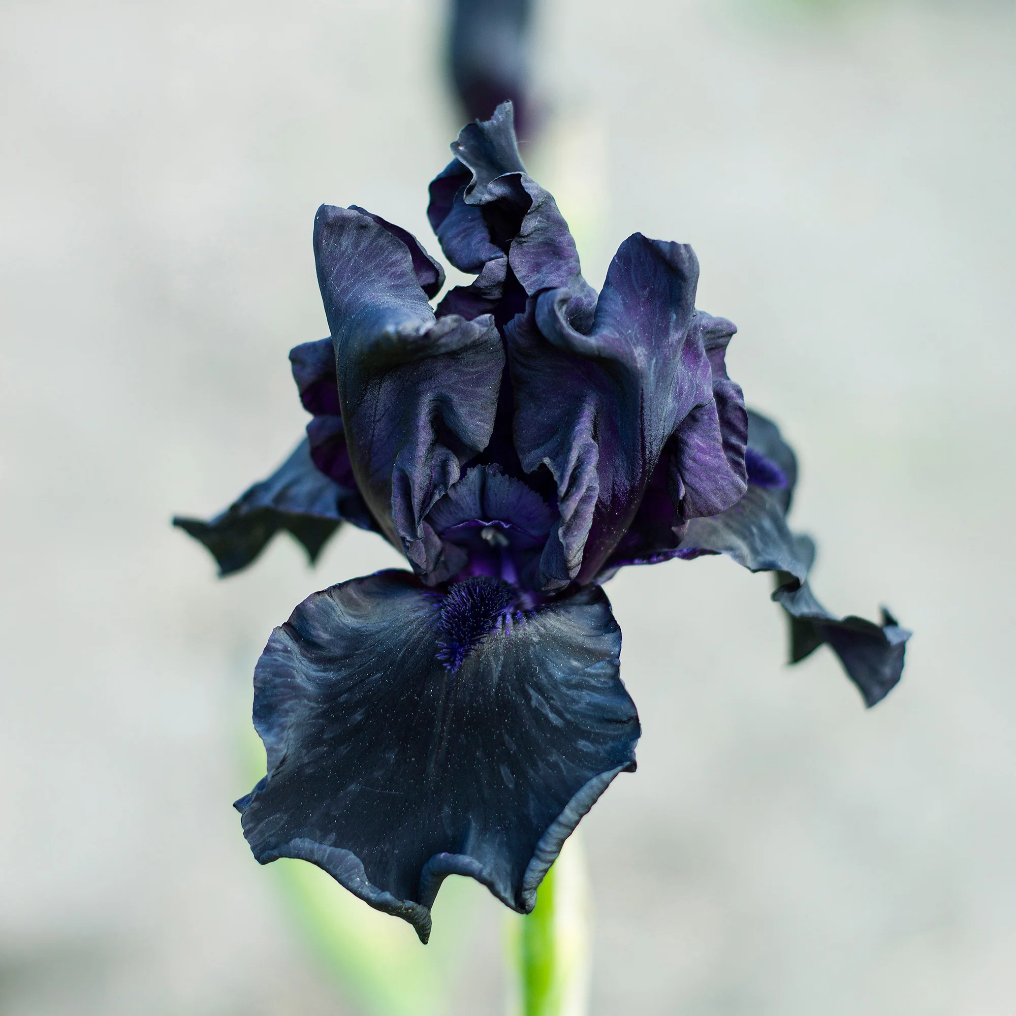 Bart-Schwertlilie ‘Study in Black’ (x2)