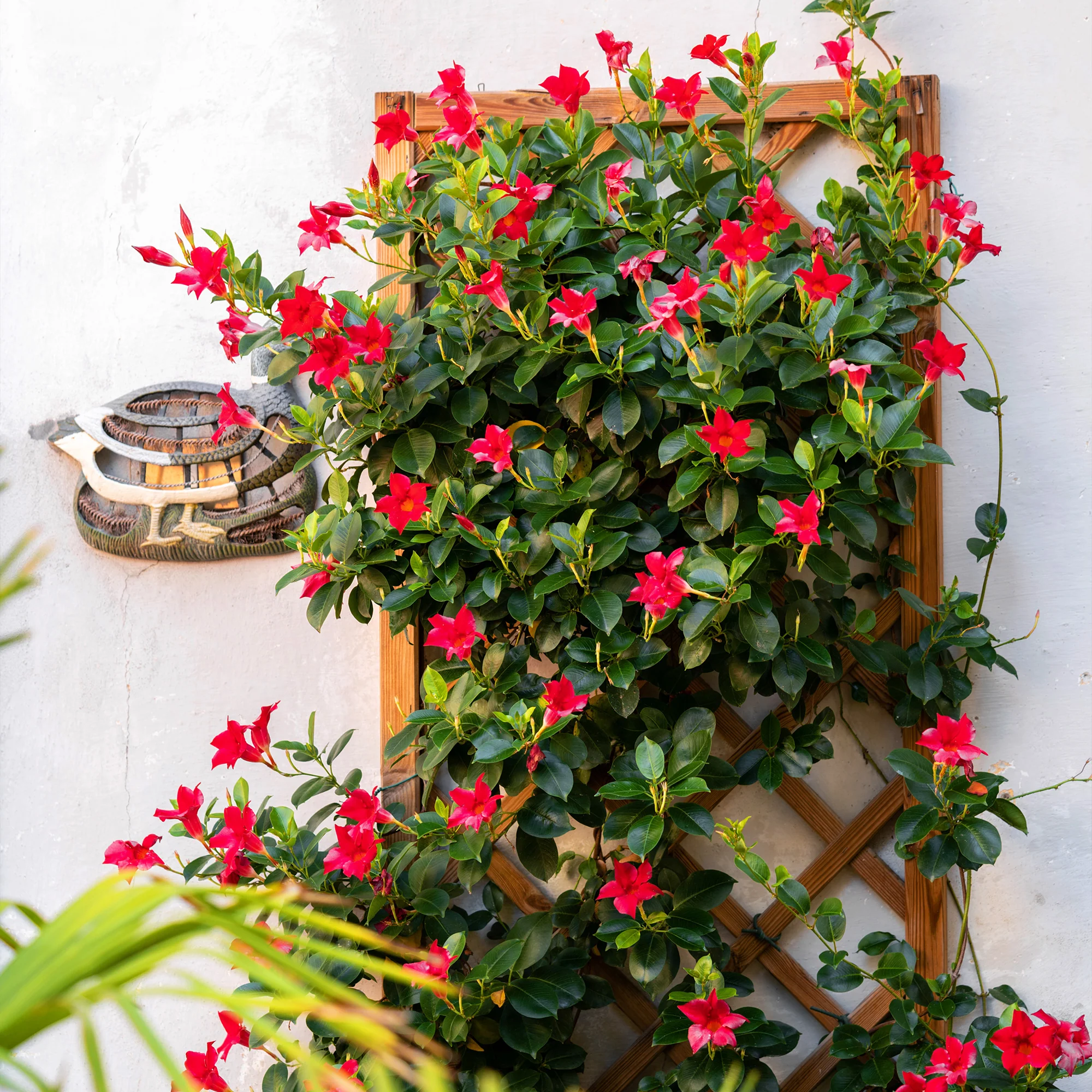 Dipladenia rot - Image 4