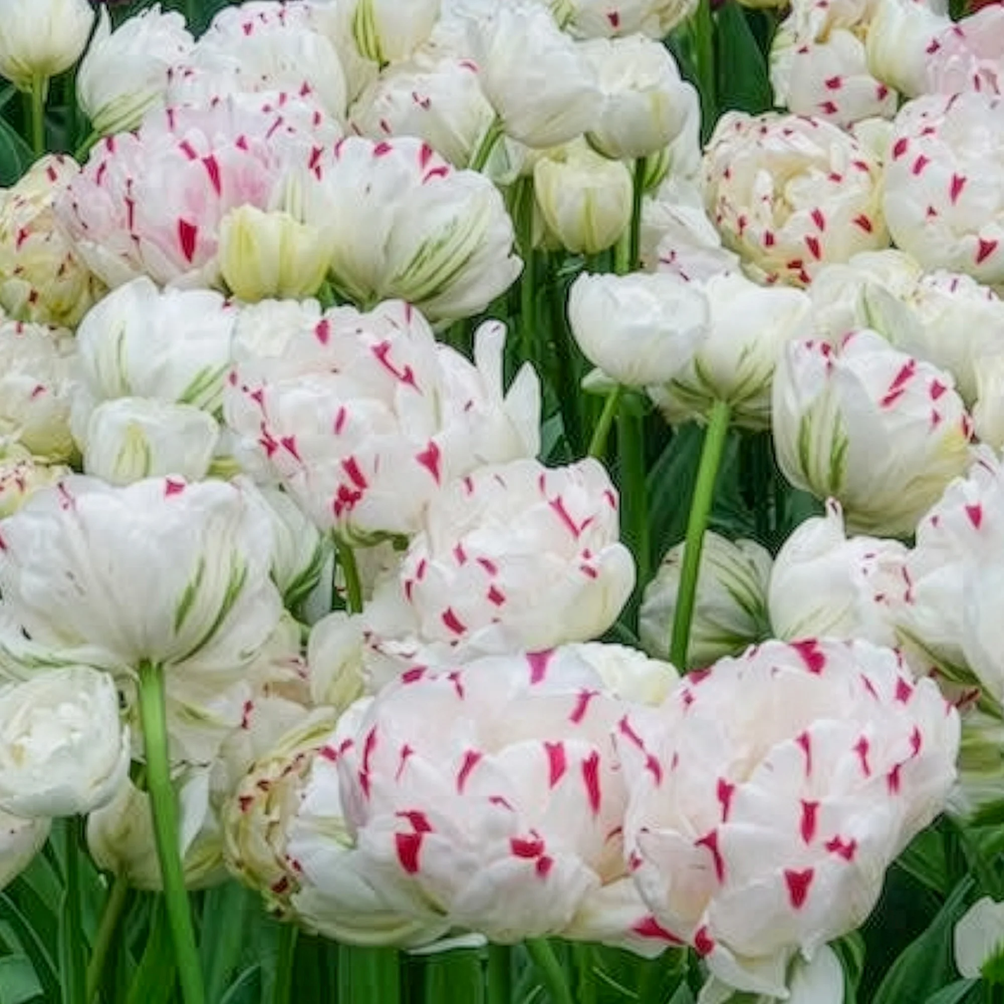 Tulpe 'Dance Line' gefüllt (x7) - Image 6