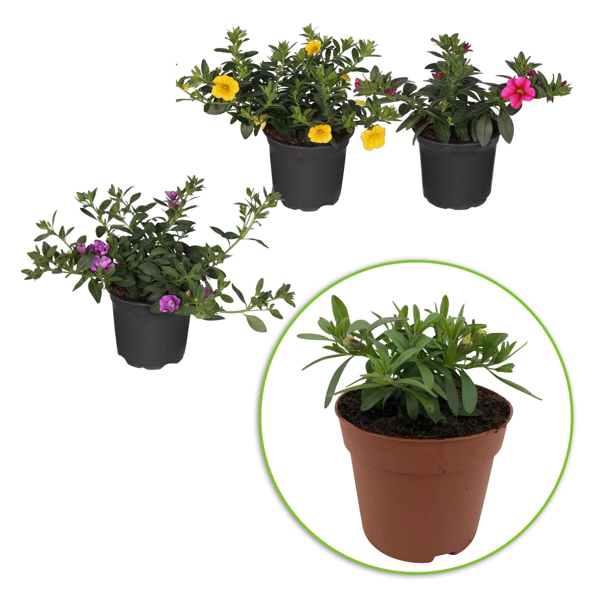 Doppeltgefüllte Petunien Mischung (x3) - Image 3