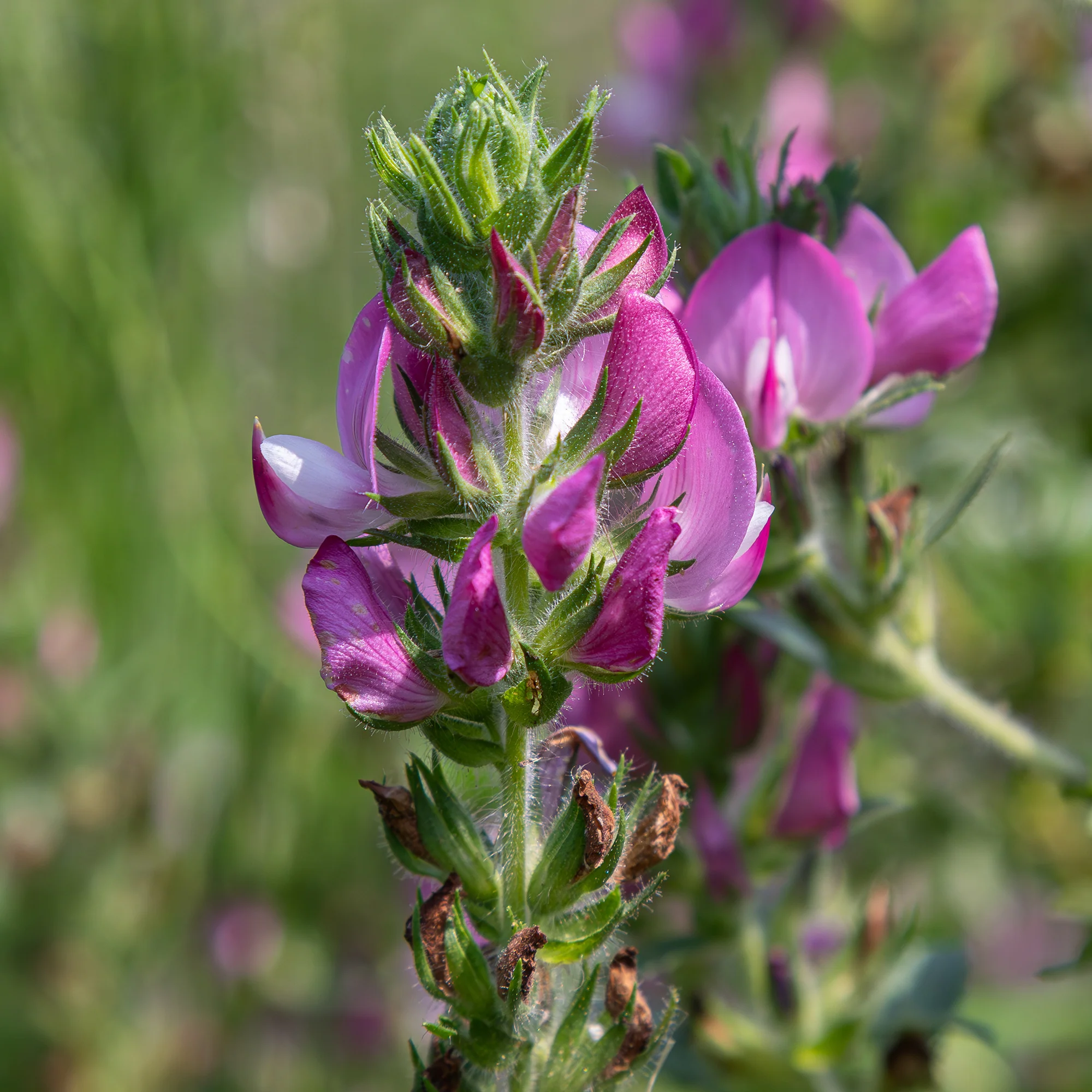 Dornige Bugrane - Image 3