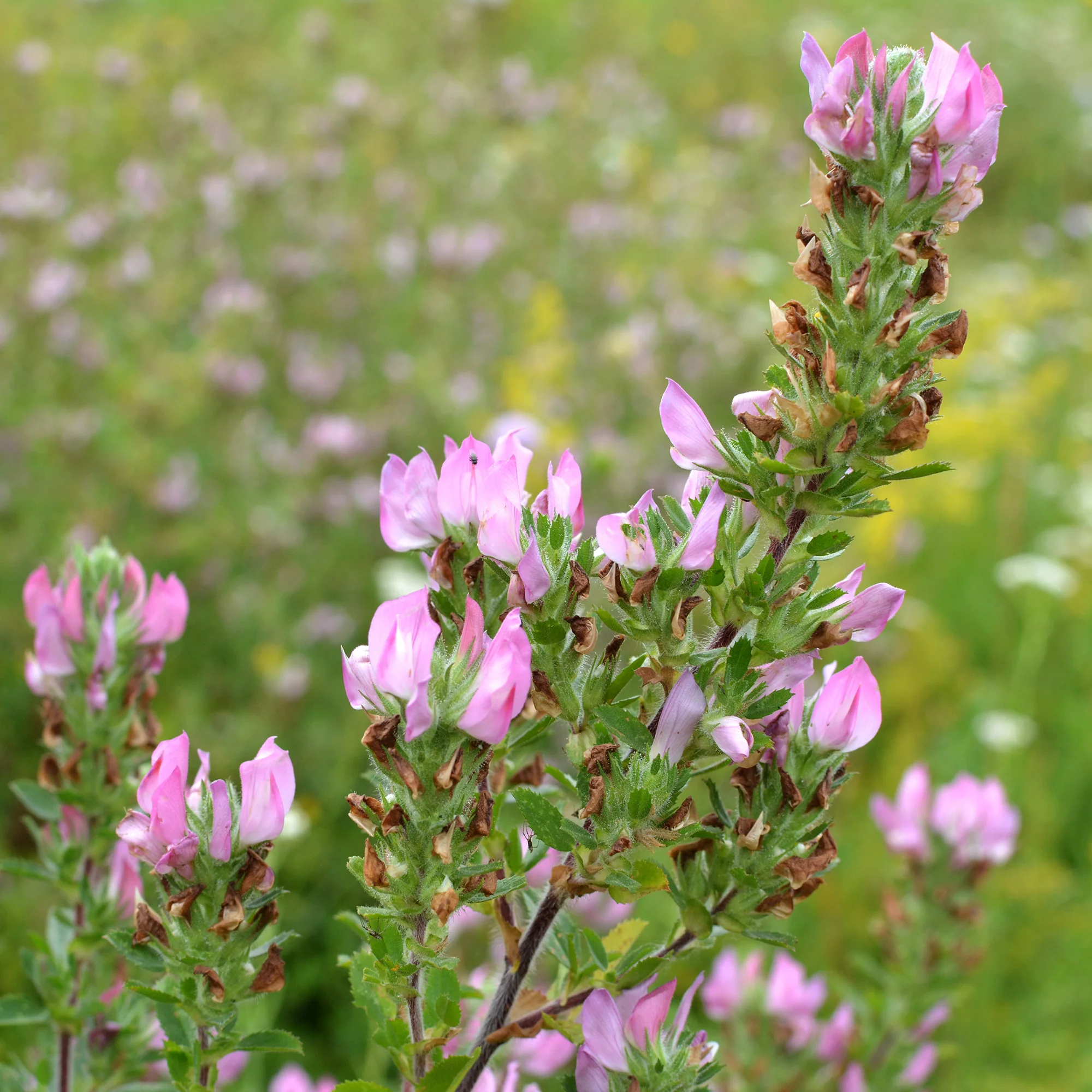 Dornige Bugrane - Image 6