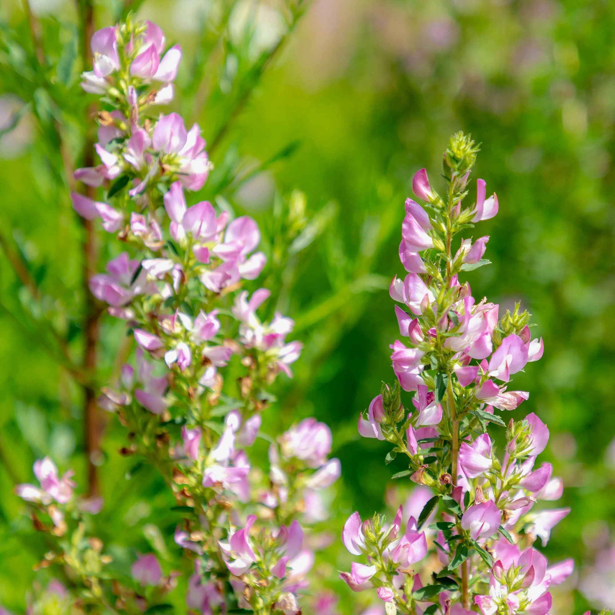 Dornige Bugrane - Image 8