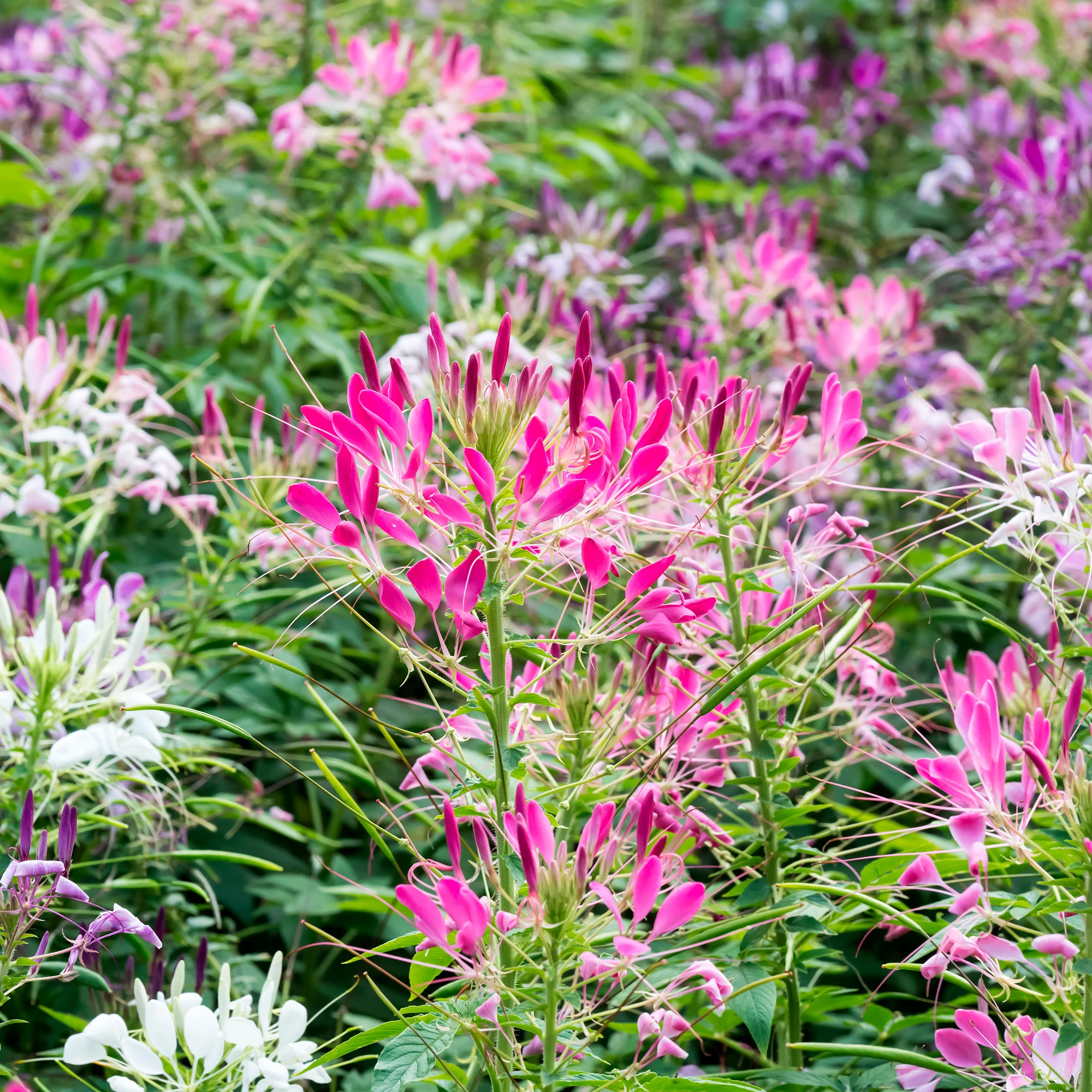 Spinnenblume 'Colour Fountain' Mischung