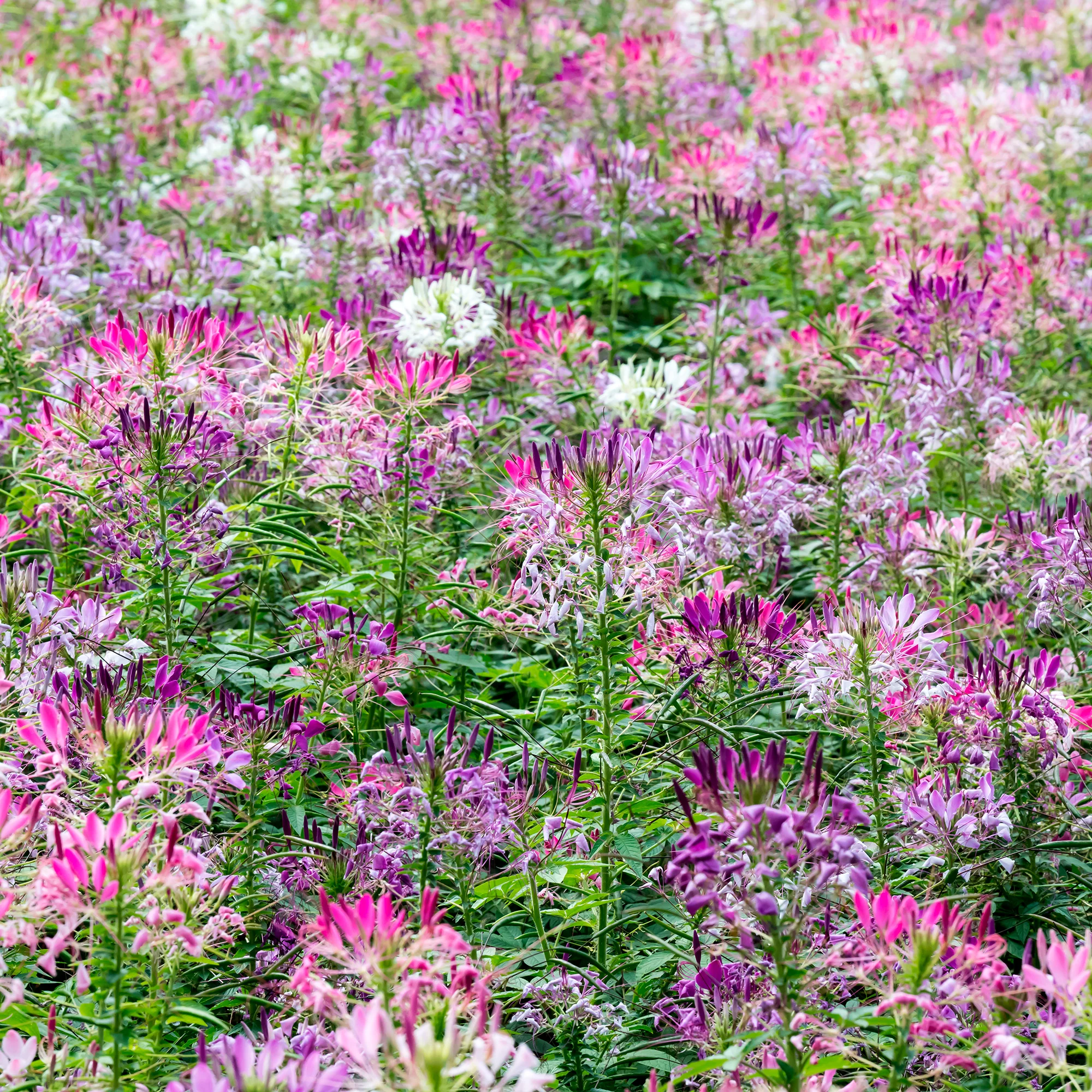 Spinnenblume 'Colour Fountain' Mischung - Image 3