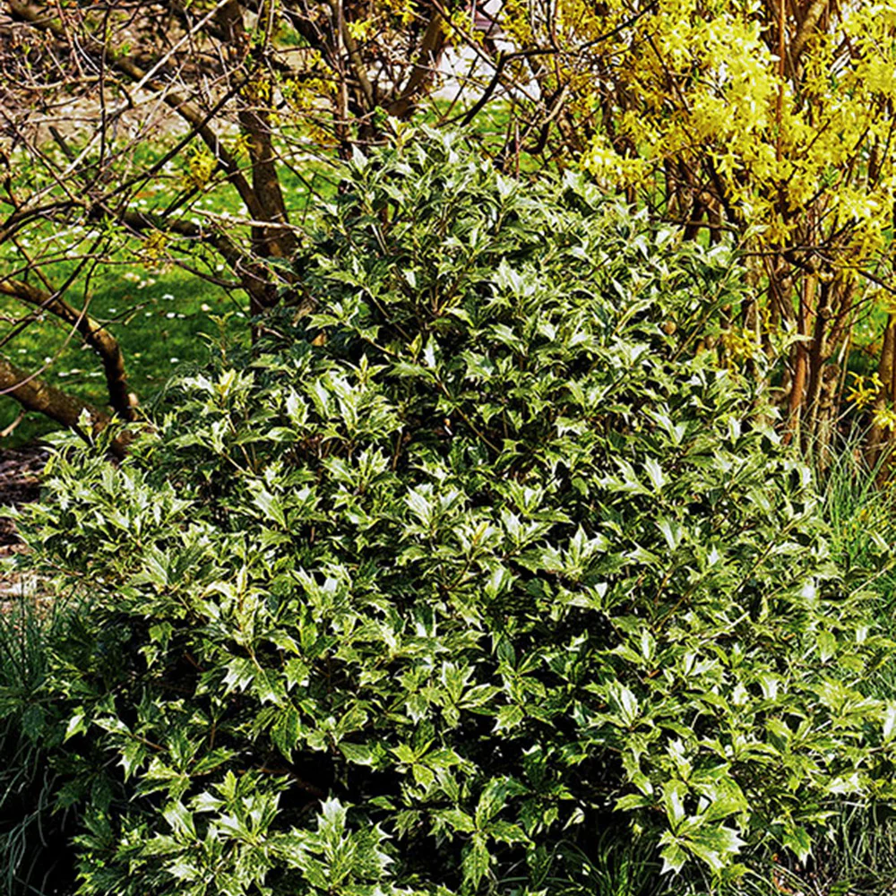 Osmanthus