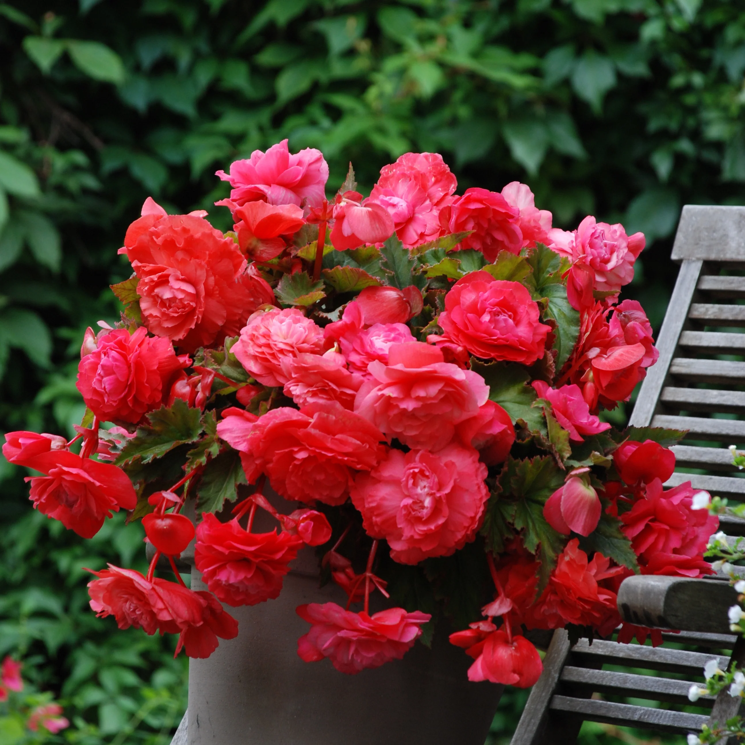 Hänge-Begonie duftend ‘Pink Delight’ (x5)