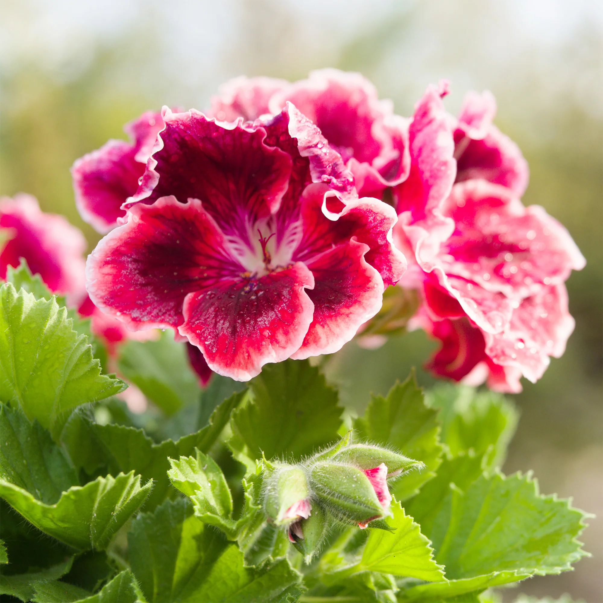 Duftgeranie Pansy (x3) - Image 3